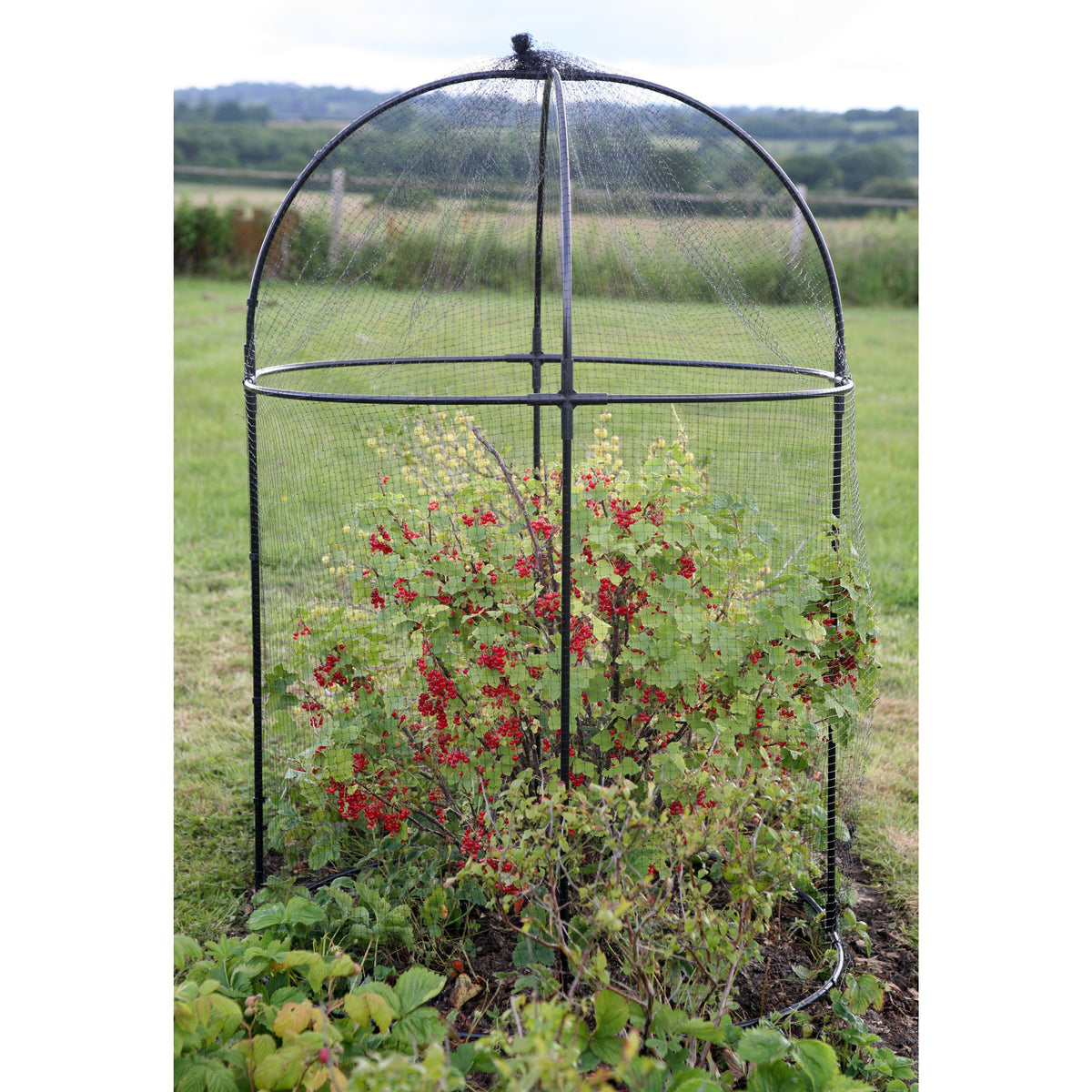 Haxnicks Round Fruit Cage – Steel Frame & Mesh Garden Plant Protection