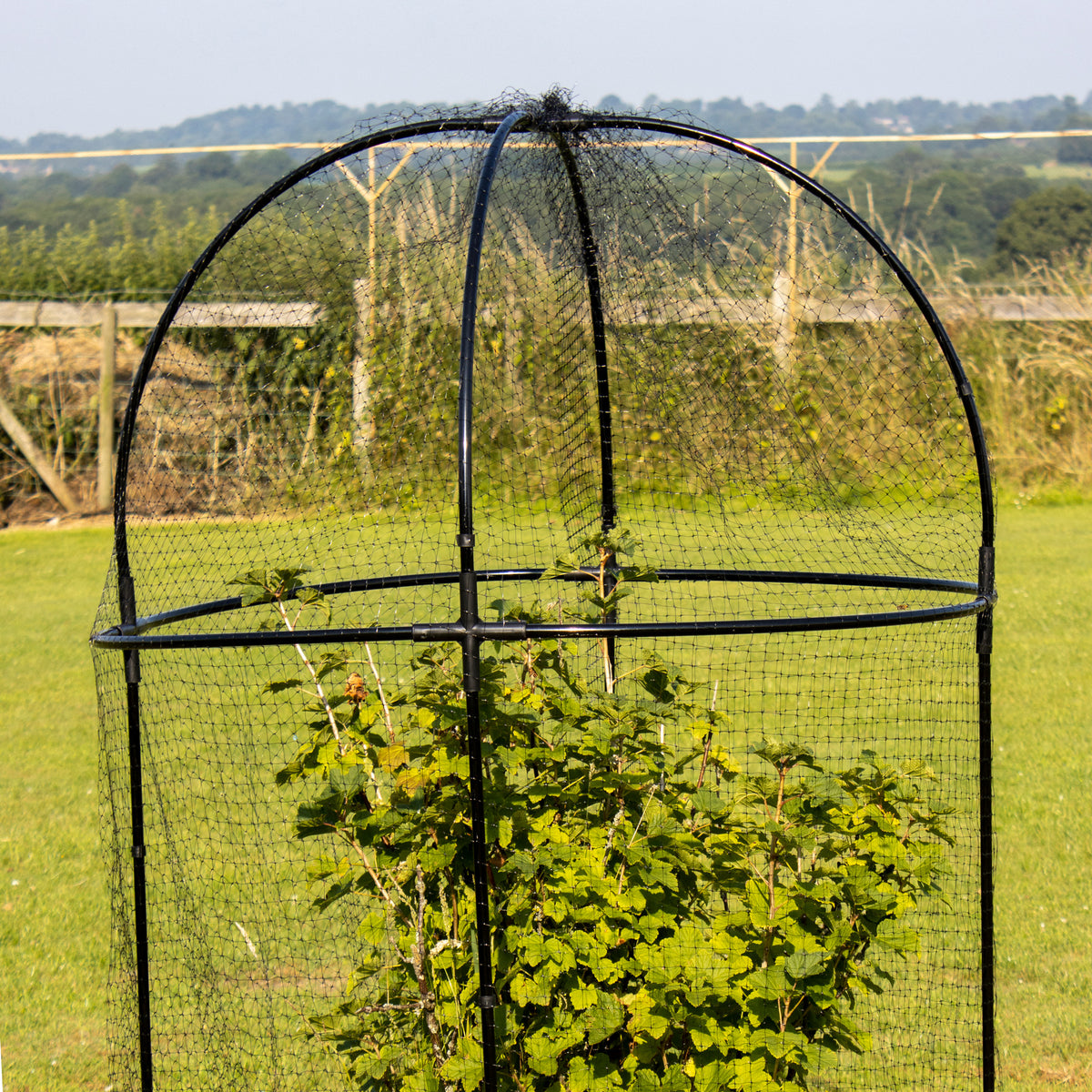 Haxnicks Round Fruit Cage – Steel Frame & Mesh Garden Plant Protection