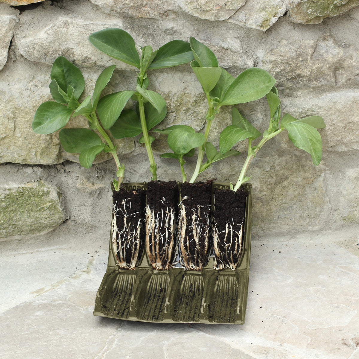 Deep Rootrainers 14.75" W x 9" D x 3.5" H