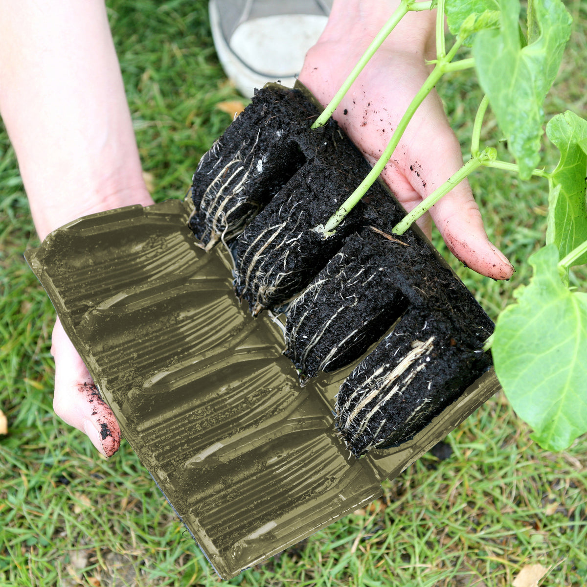 Deep Rootrainers 14.75" W x 9" D x 3.5" H