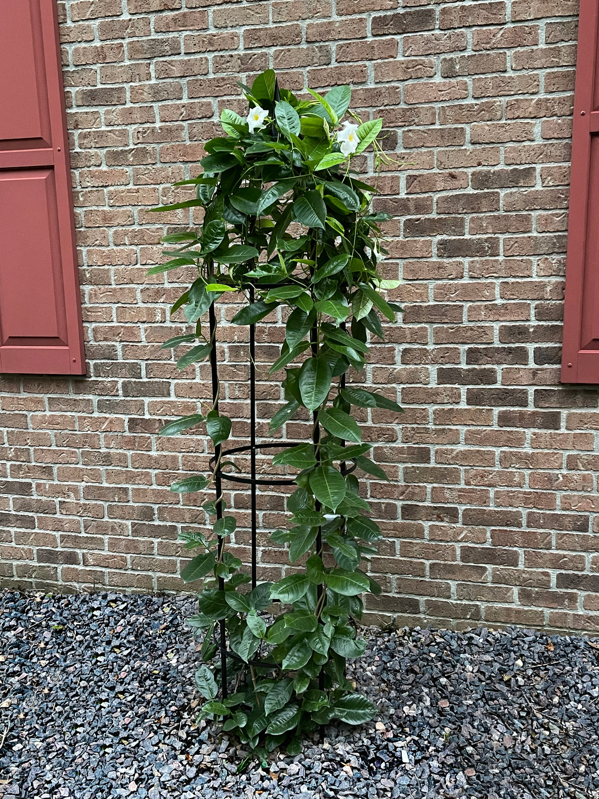 RHS 78.5" Garden Obelisk – Powder-Coated Steel Climbing Plant Support
