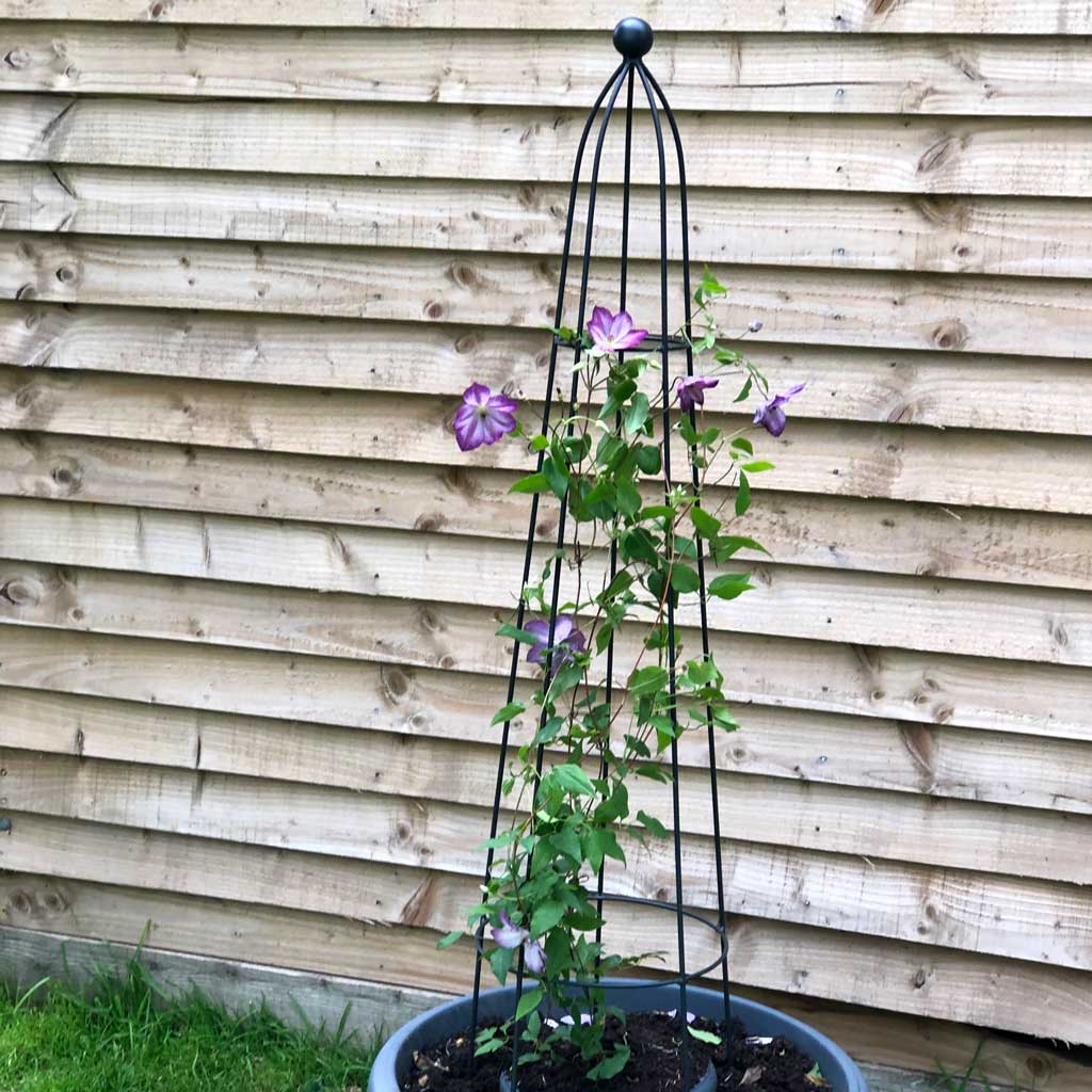 Queen Obelisk Classic – Stylish Garden Plant Support