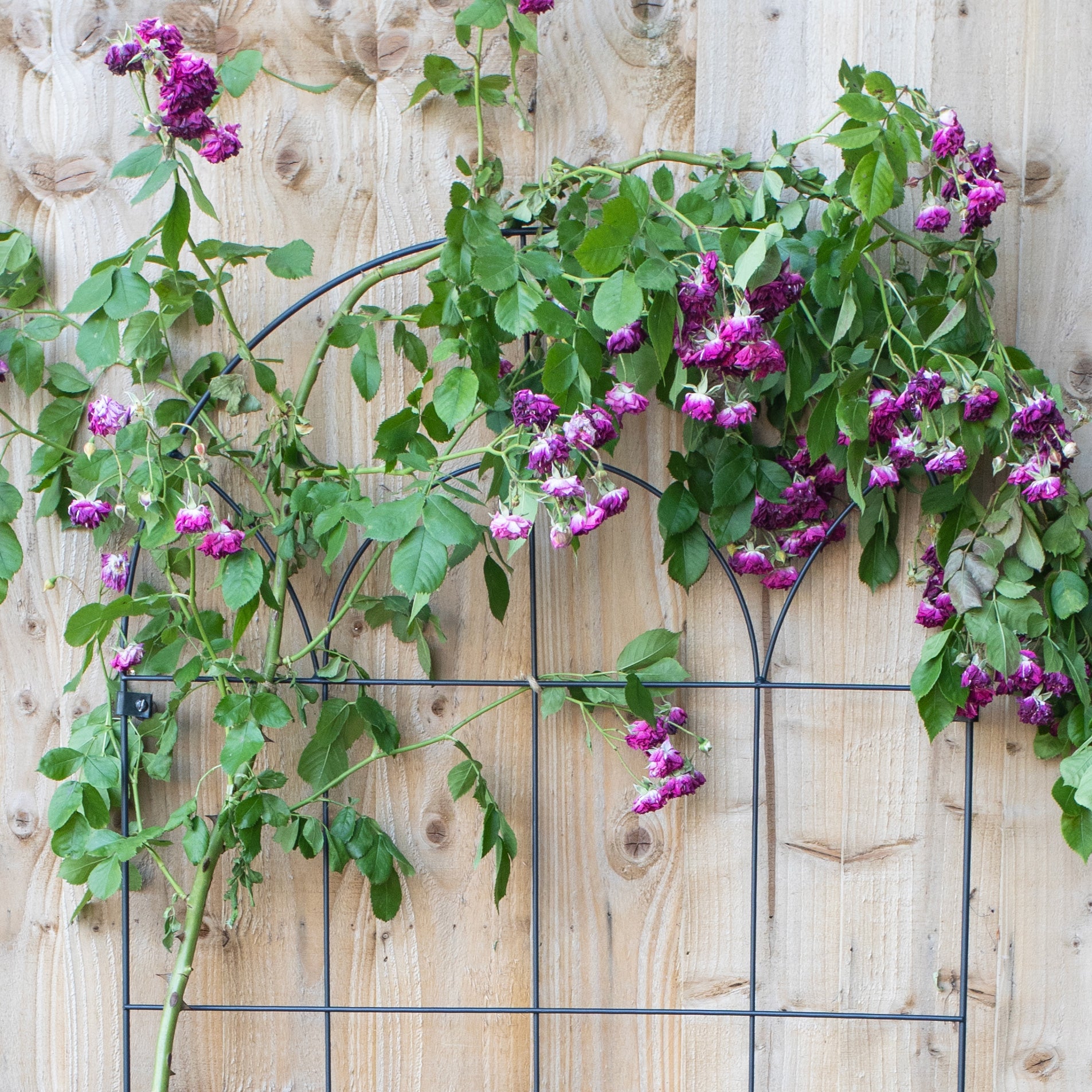 decorative trellis for climbing plants Round Wall Trellis – Decorative Steel Wall-Mounted Garden Trellis