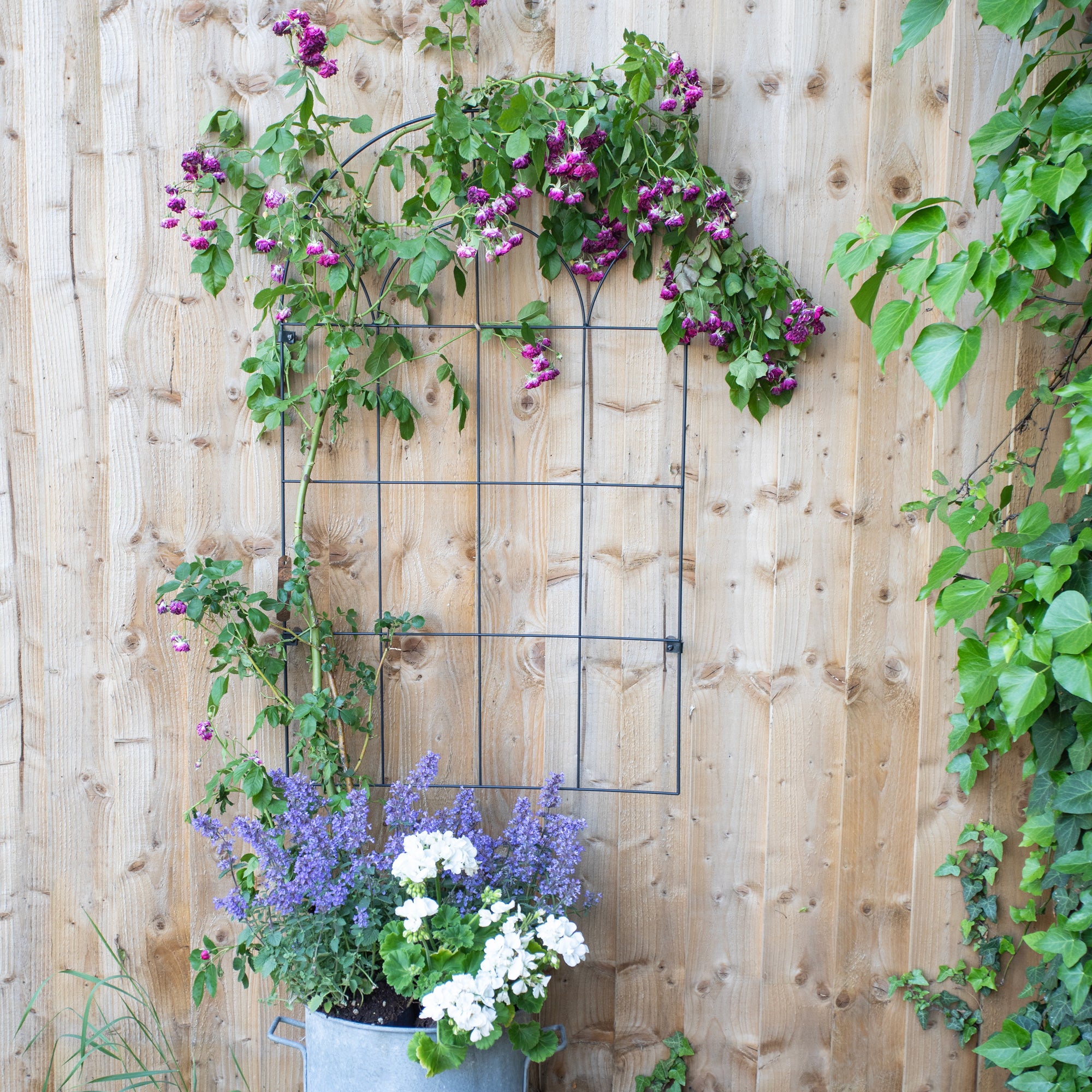 plant round trellis Round Wall Trellis – Decorative Steel Wall-Mounted Garden Trellis