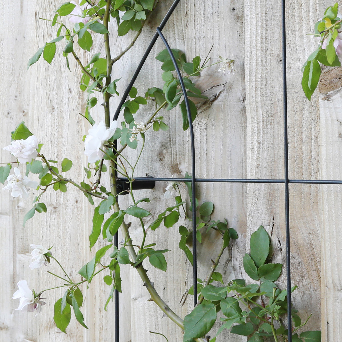 RHS Gothic Wall Trellis – 24" x 39" Matte Black Steel Wall-Mounted Garden Trellis for Climbing Plants
