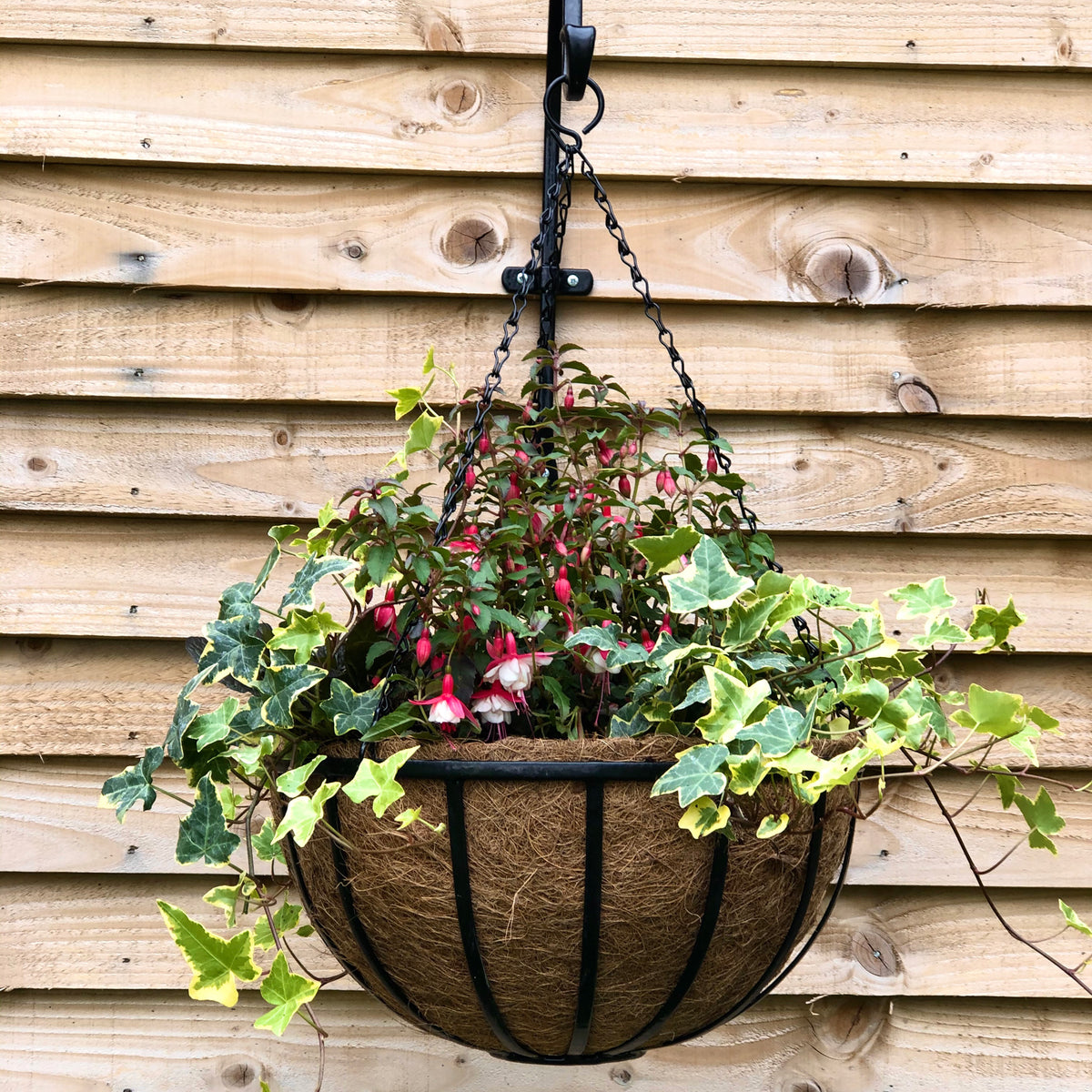 RHS 12" Cambridge Premium Hanging Basket with Coco Liner – Black Steel