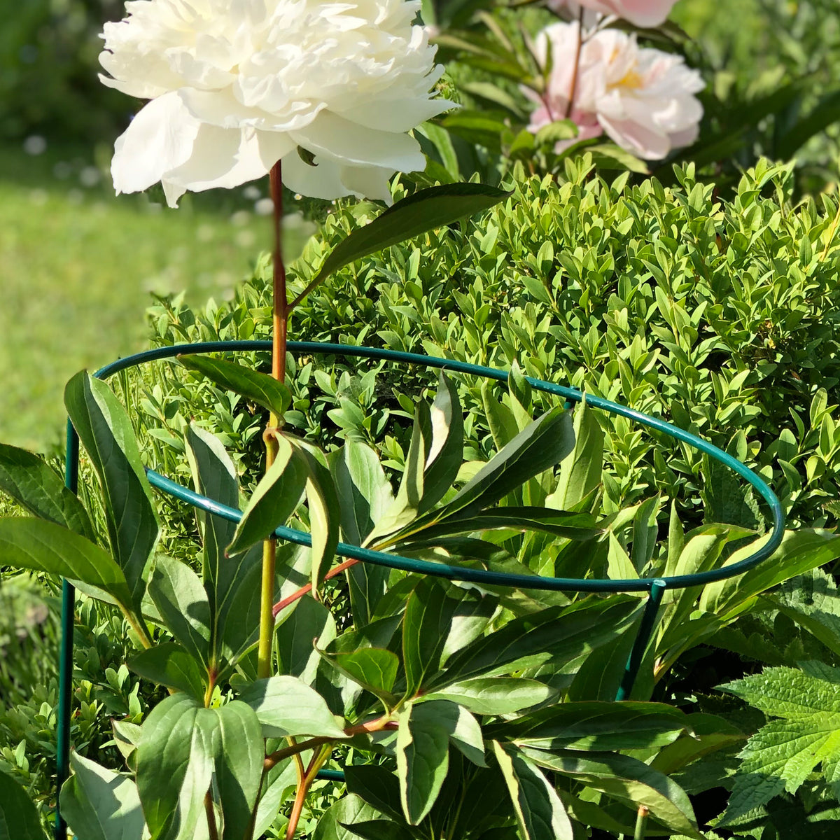 RHS 23" Flower Cone Plant Support – Powder-Coated Steel