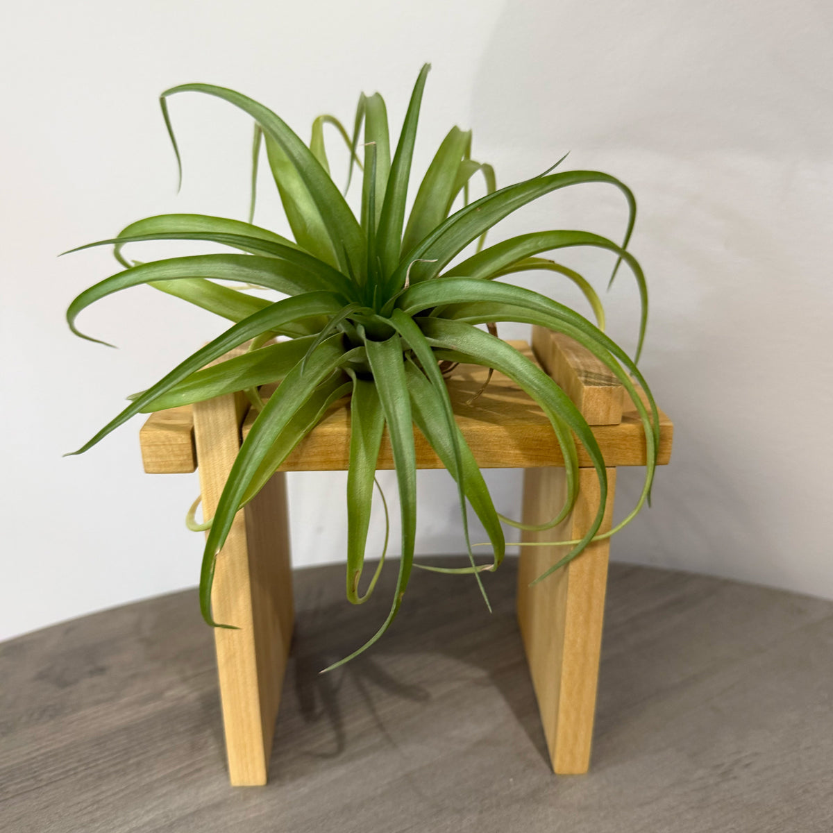 Air Plant Stands Kit with Stone Turtle – Natural Poplar Wood Stands & Hand-Carved Stone Turtle Accent
