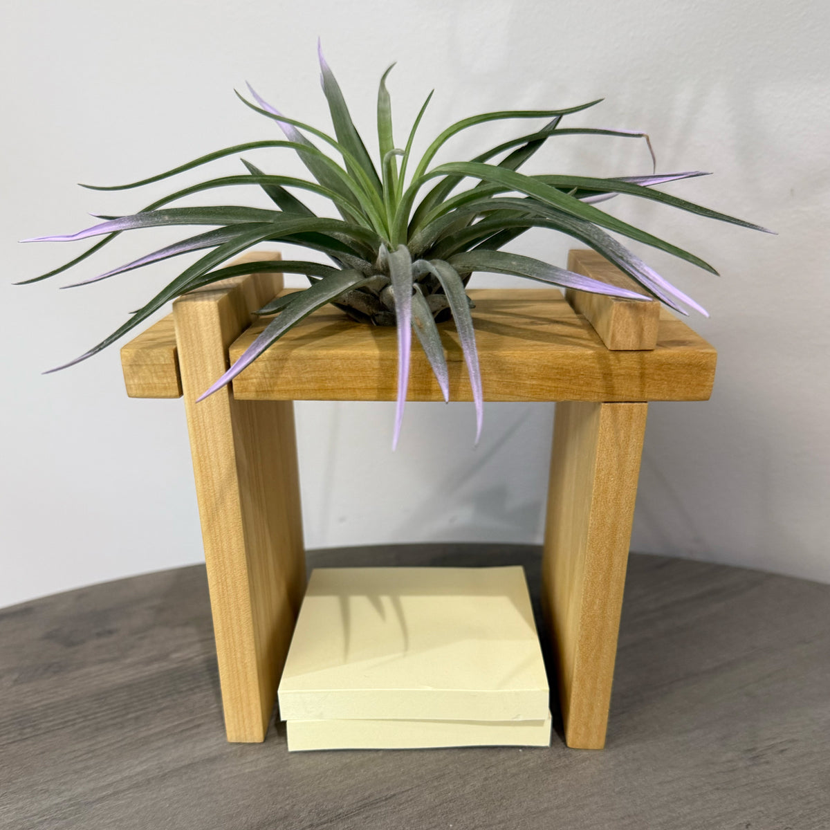 Air Plant Stands Kit – 2-Piece Natural Poplar Wood Display for Air Plants