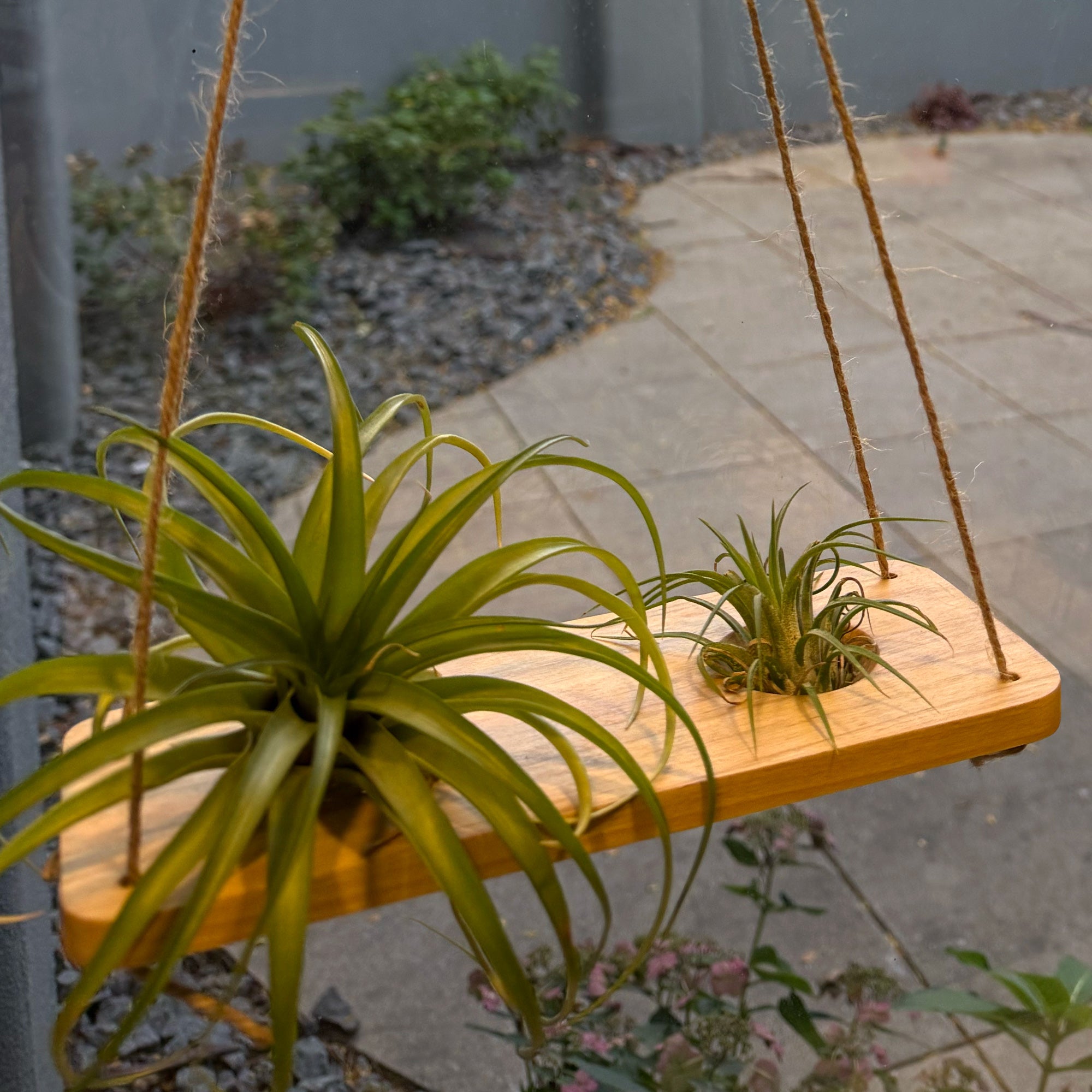air plant rack Double Air Plant Swing Set – Hanging 2-Plant Display with Natural Poplar Wood & Twine | Garden Your Way