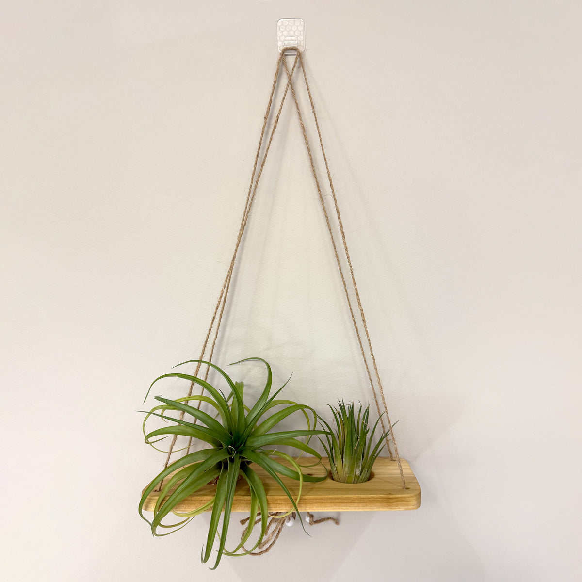 Air Plant Stands Kit – 2-Piece Natural Poplar Wood Display for Air Plants