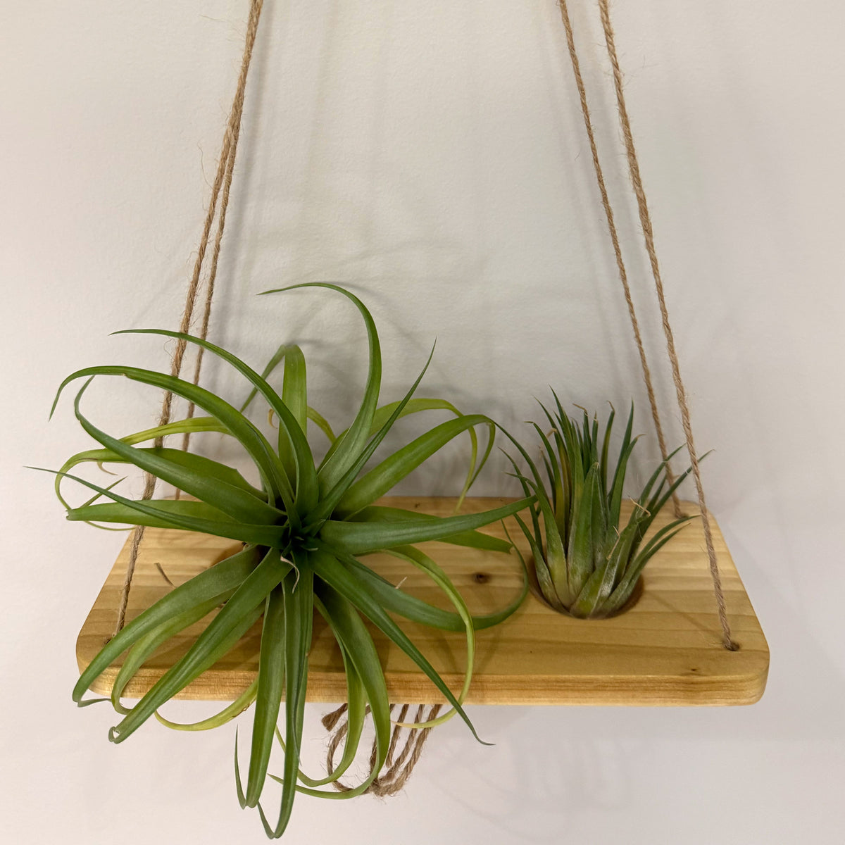 Air Plant Stands Kit – 2-Piece Natural Poplar Wood Display for Air Plants