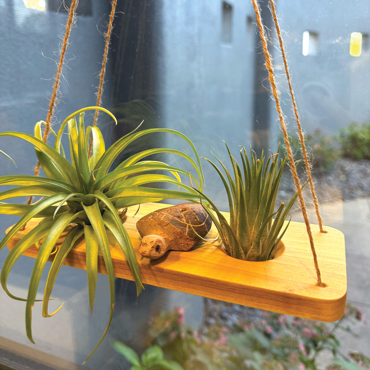 hanging air plants Double Air Plant Swing Set with Stone Turtle Two Hanging Wood Swings for Four Air Plants + Hand-Carved Natural Stone Turtle Accent
