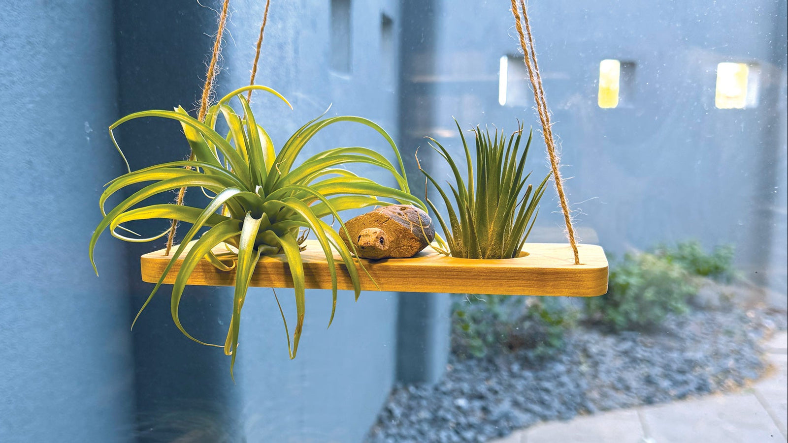 All-natural wooden air plant stand swing in front of a window with stone turtle.