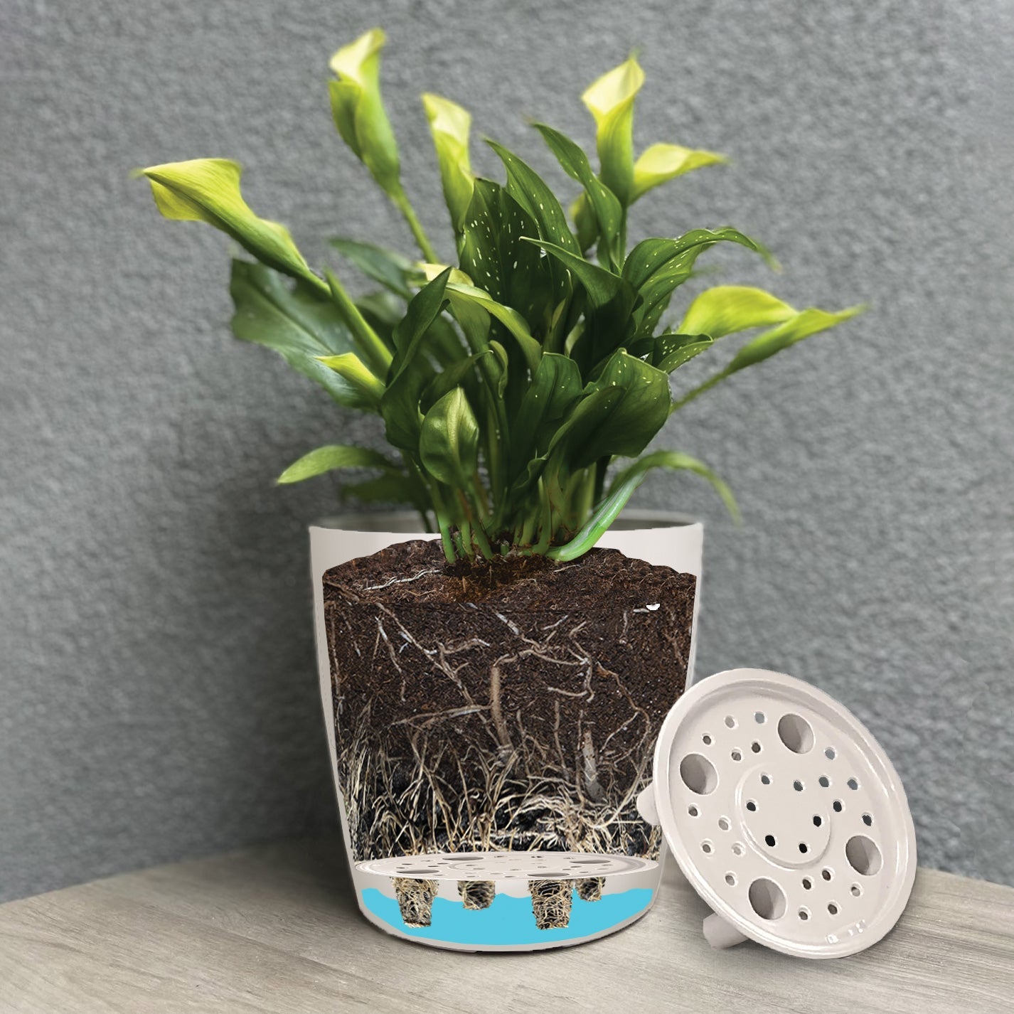 cream plant pot Self-Watering Plant Pot Set of 2 5" Wildflower & 7" Cream