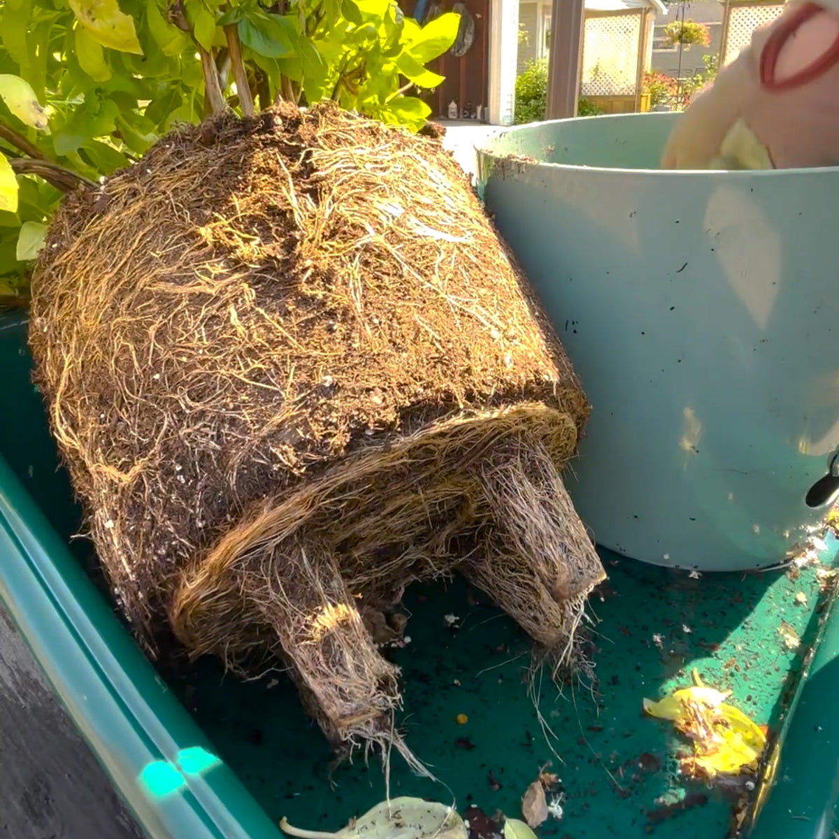 7" Rose Round Bamboo Self-Watering Indoor/Outdoor Plant Pot