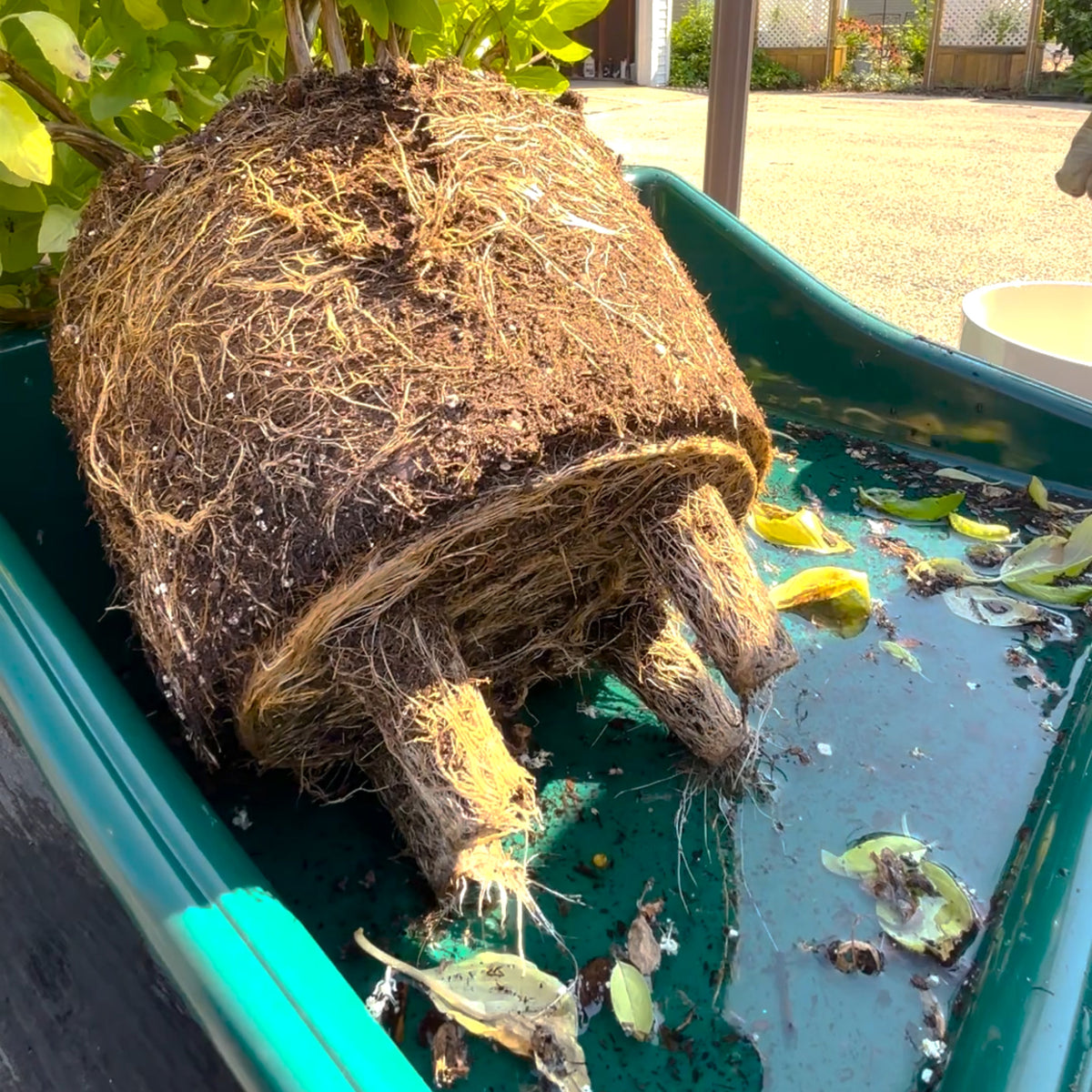 Compact Tidy Tray with Shelf, Green, 19"L x 19.5"W x 6"H; 2lbs