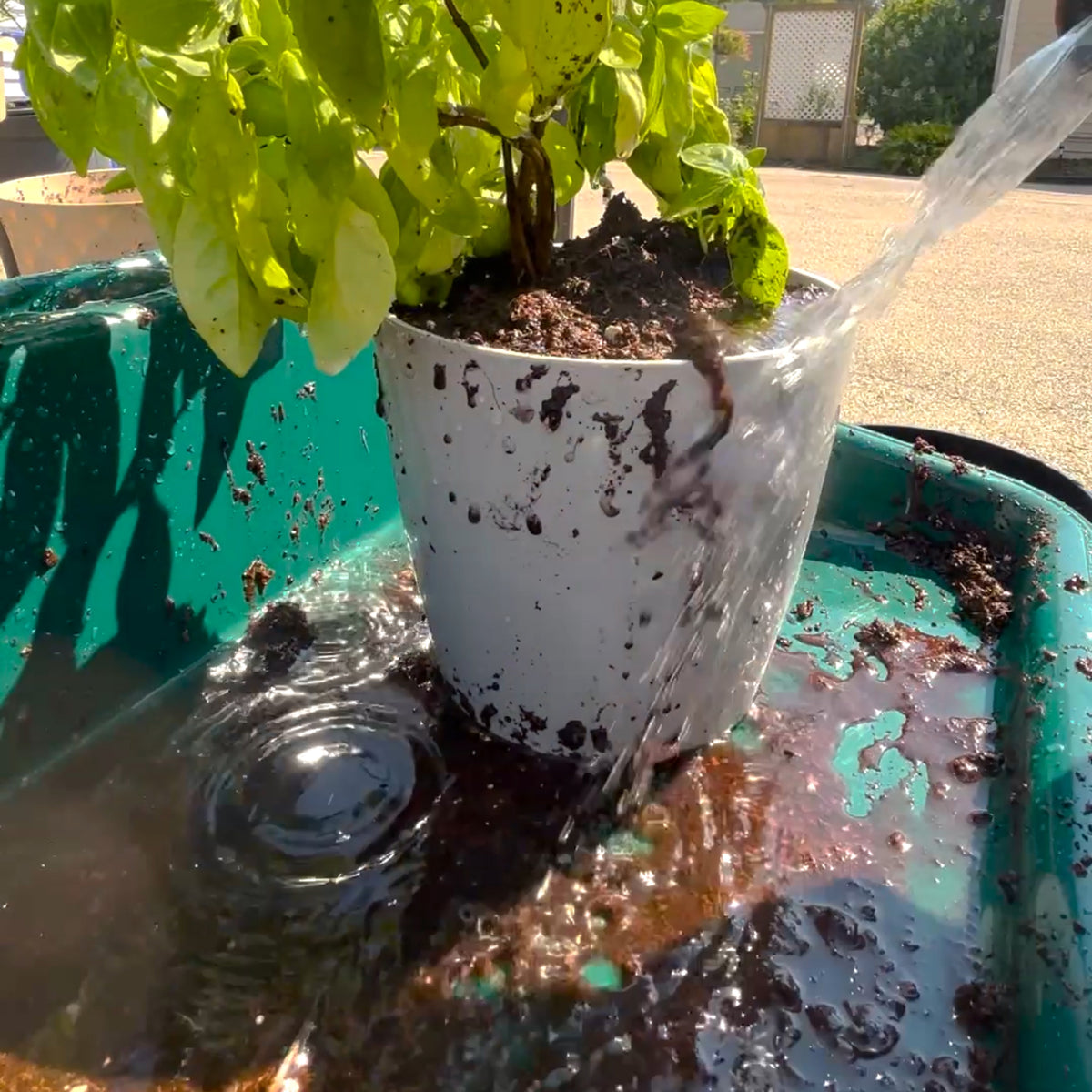 Compact Tidy Tray with Shelf, Green, 19"L x 19.5"W x 6"H; 2lbs