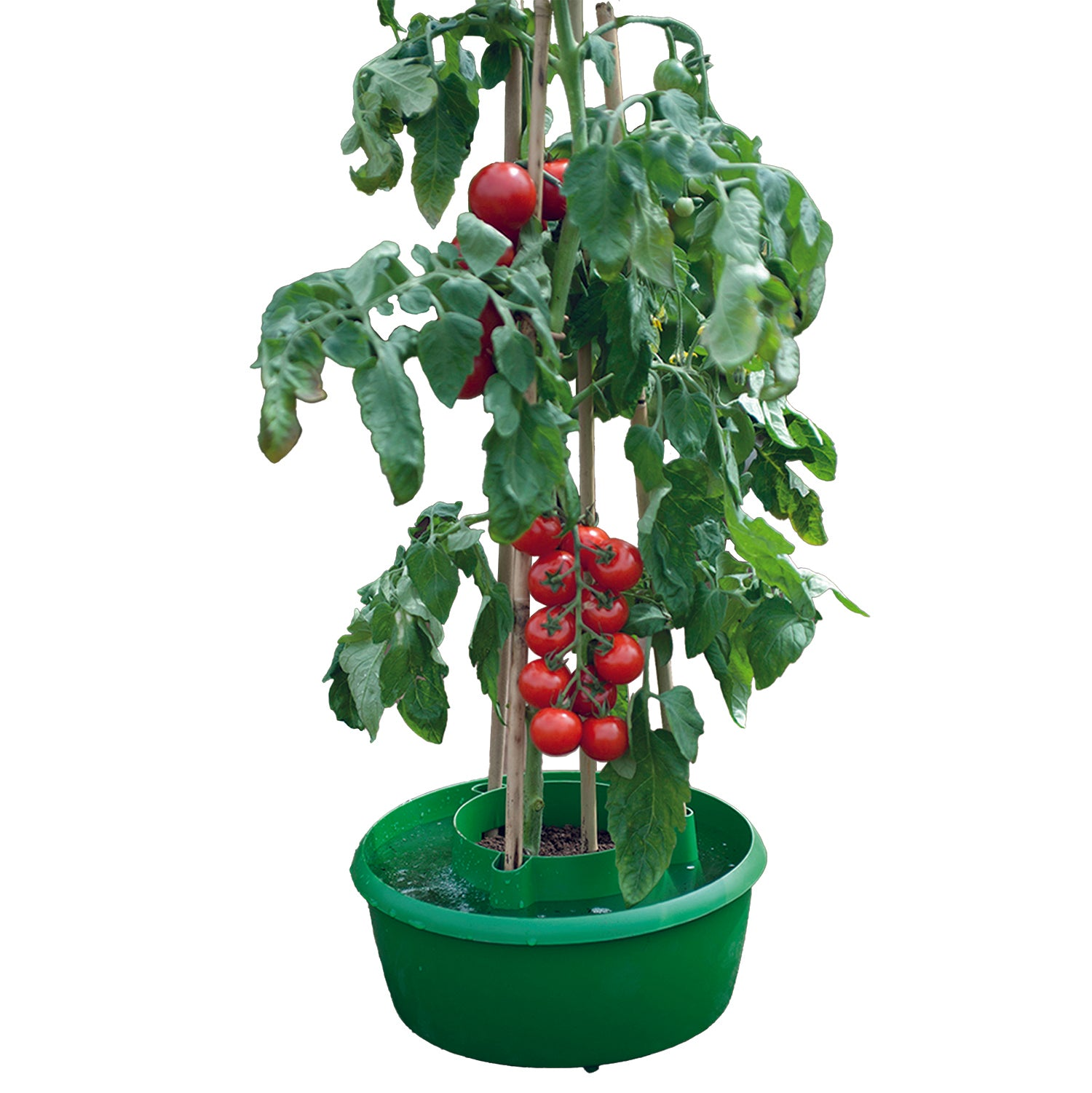 Plant/Crop Support Halos 3pk 6