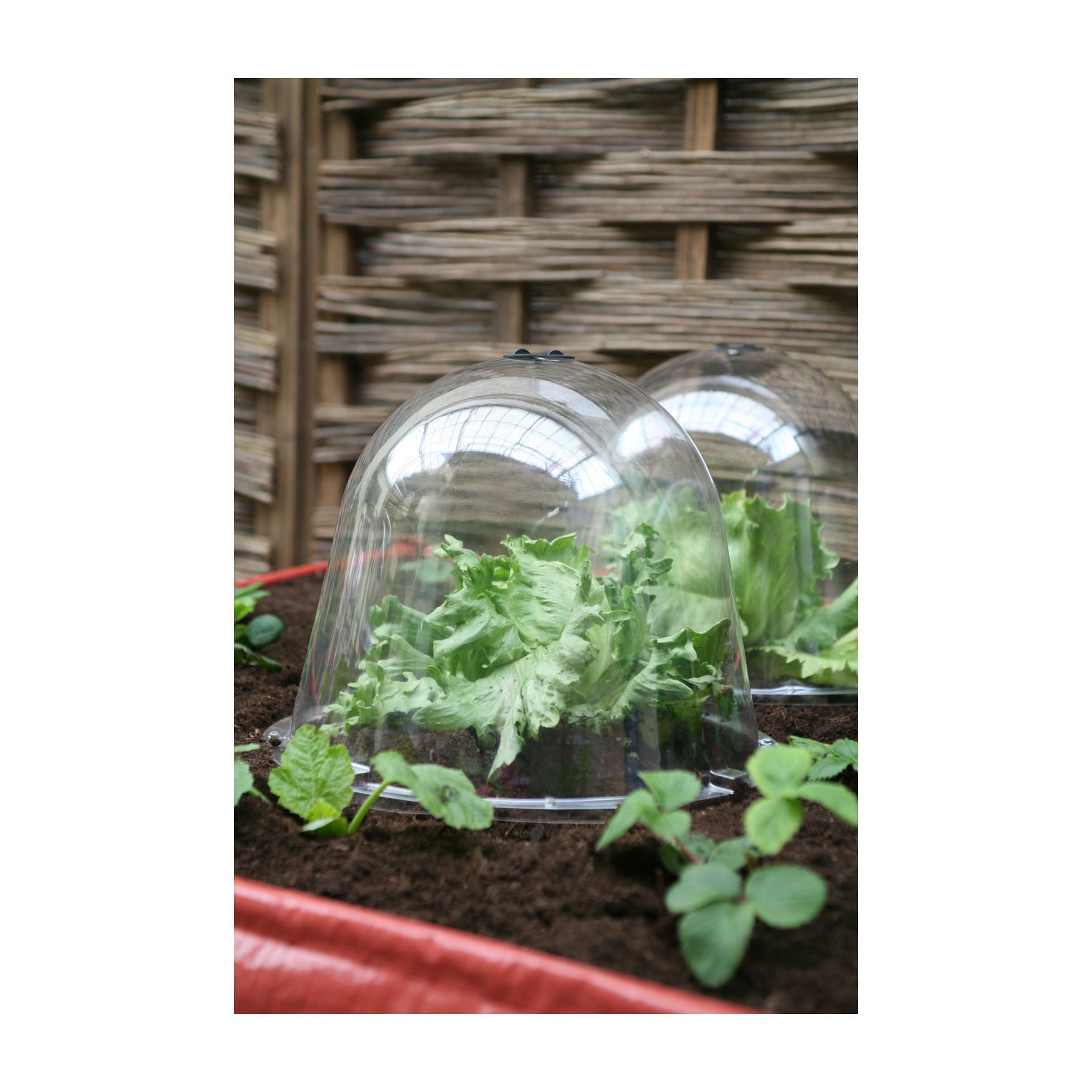 plastic cloches for garden plants King Size Victorian Bell Cloche