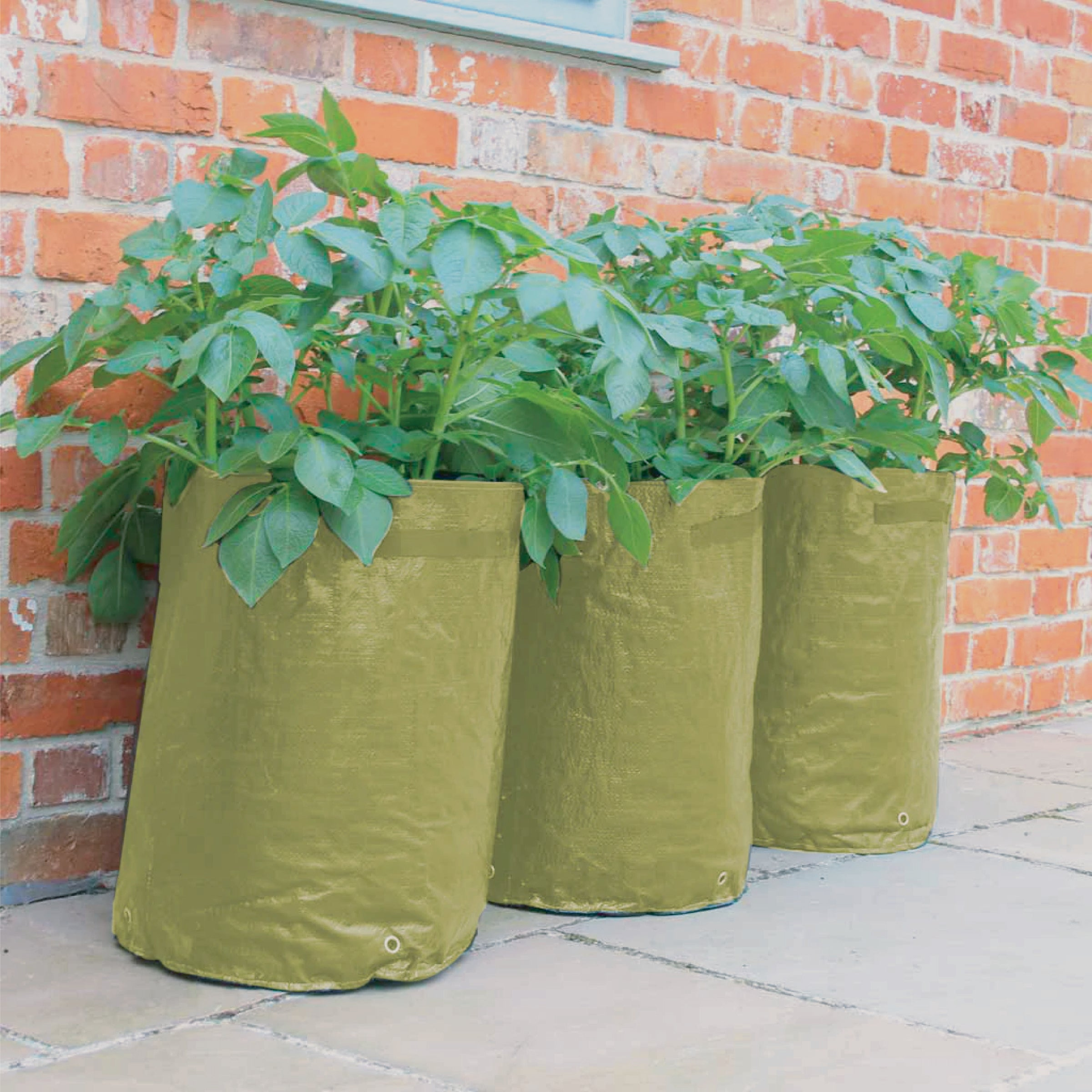 potato planter pot Haxnicks Potato Patio Planter