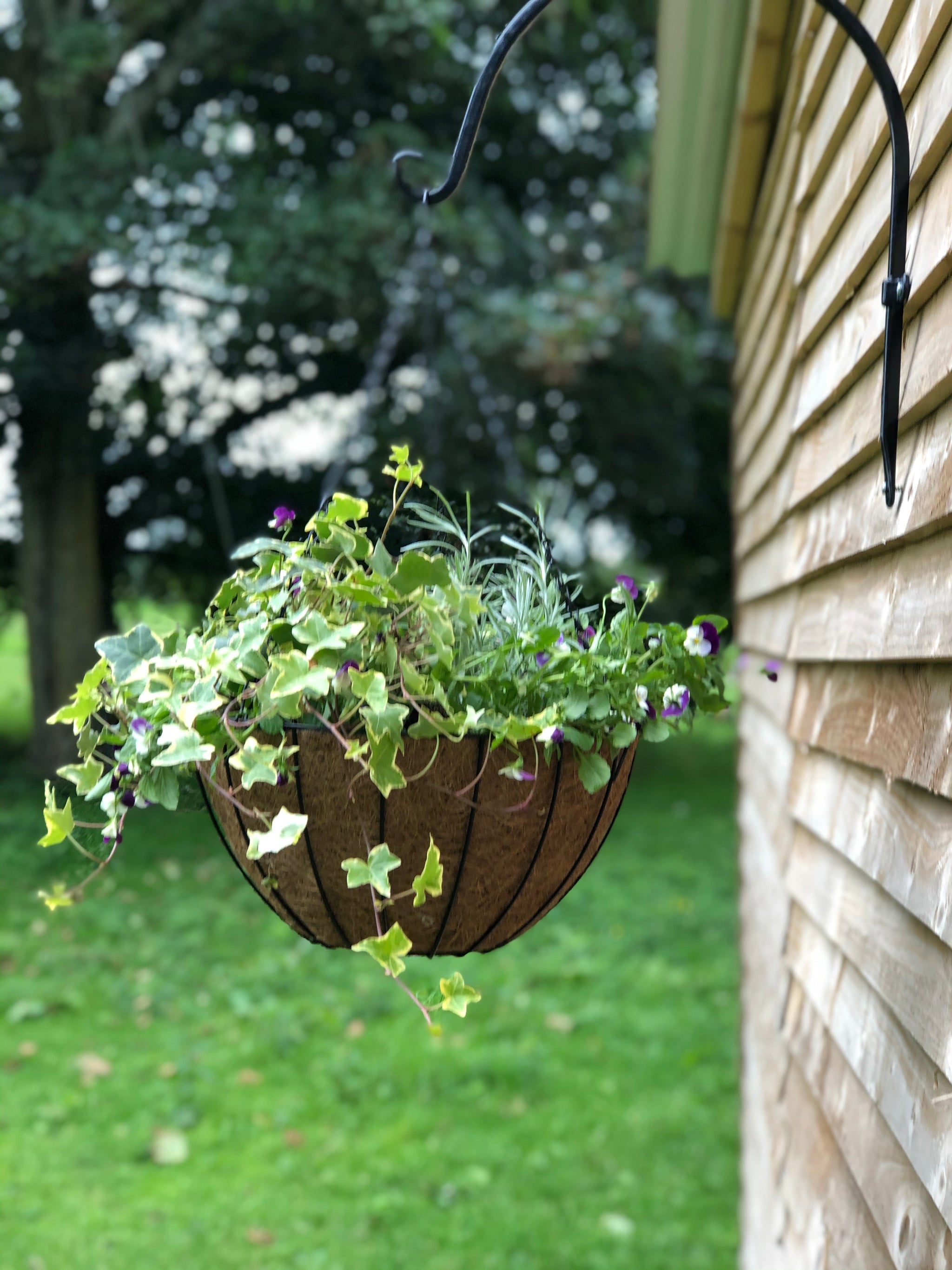 hanging plant pot liners 16" York Deluxe Hanging Basket with Coco Liner