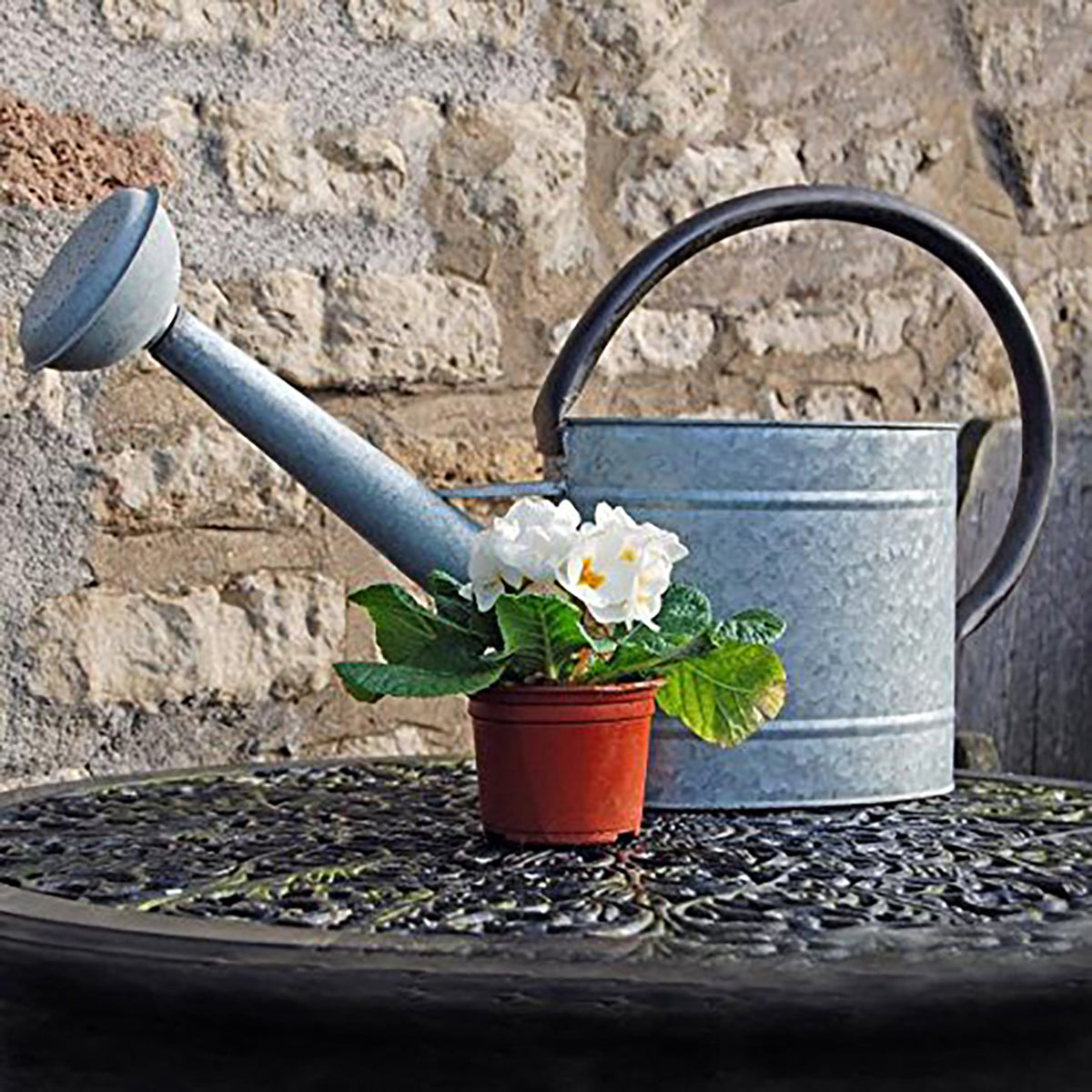 2.1 gal Oval Aged Zinc Watering Can