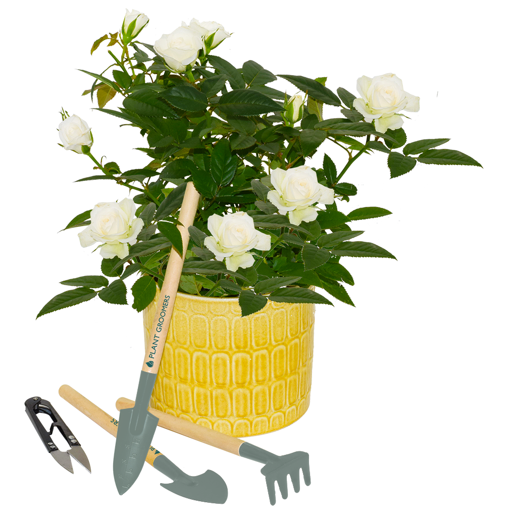 Plant Grooming Tools - Set of 4