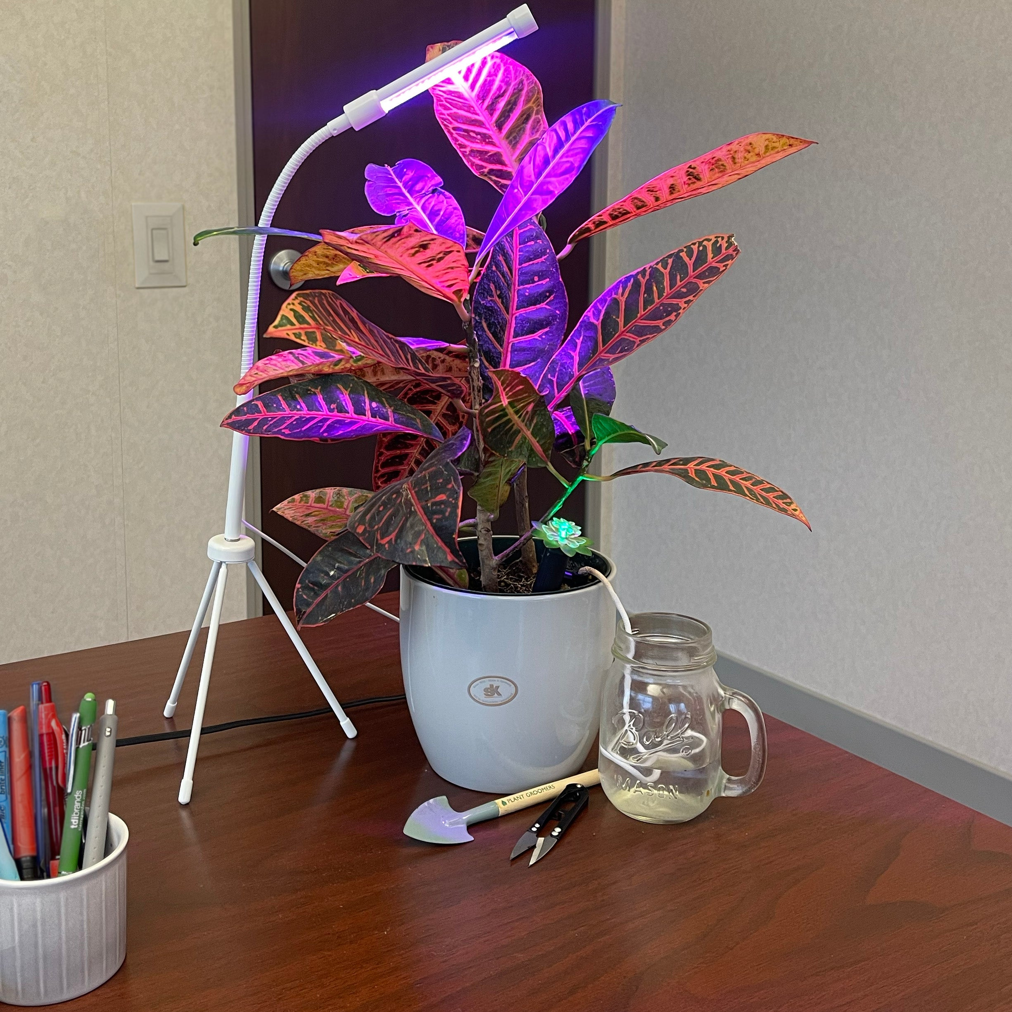 spike indoor plant Deluxe 5 Pc Indoor Plant Kit | Gardening Solutions – Garden Your Way