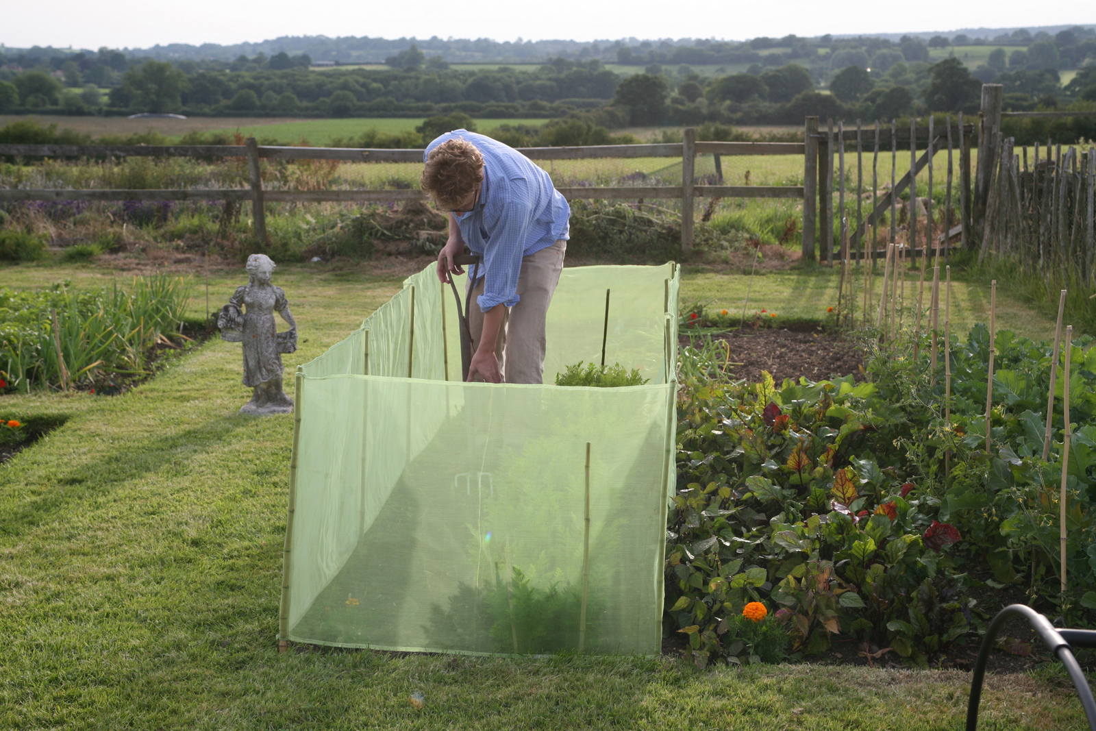 Gardener using a Haxnicks Micromesh Pest & Wind Barrier to protect vegetables from pests and wind.
