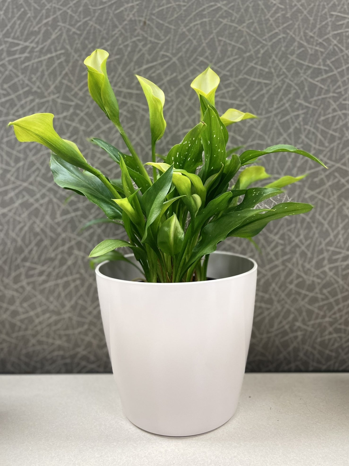 cream garden plant pots 7" Cream Round Bamboo Self-Watering Plant Pot | Plant Containers