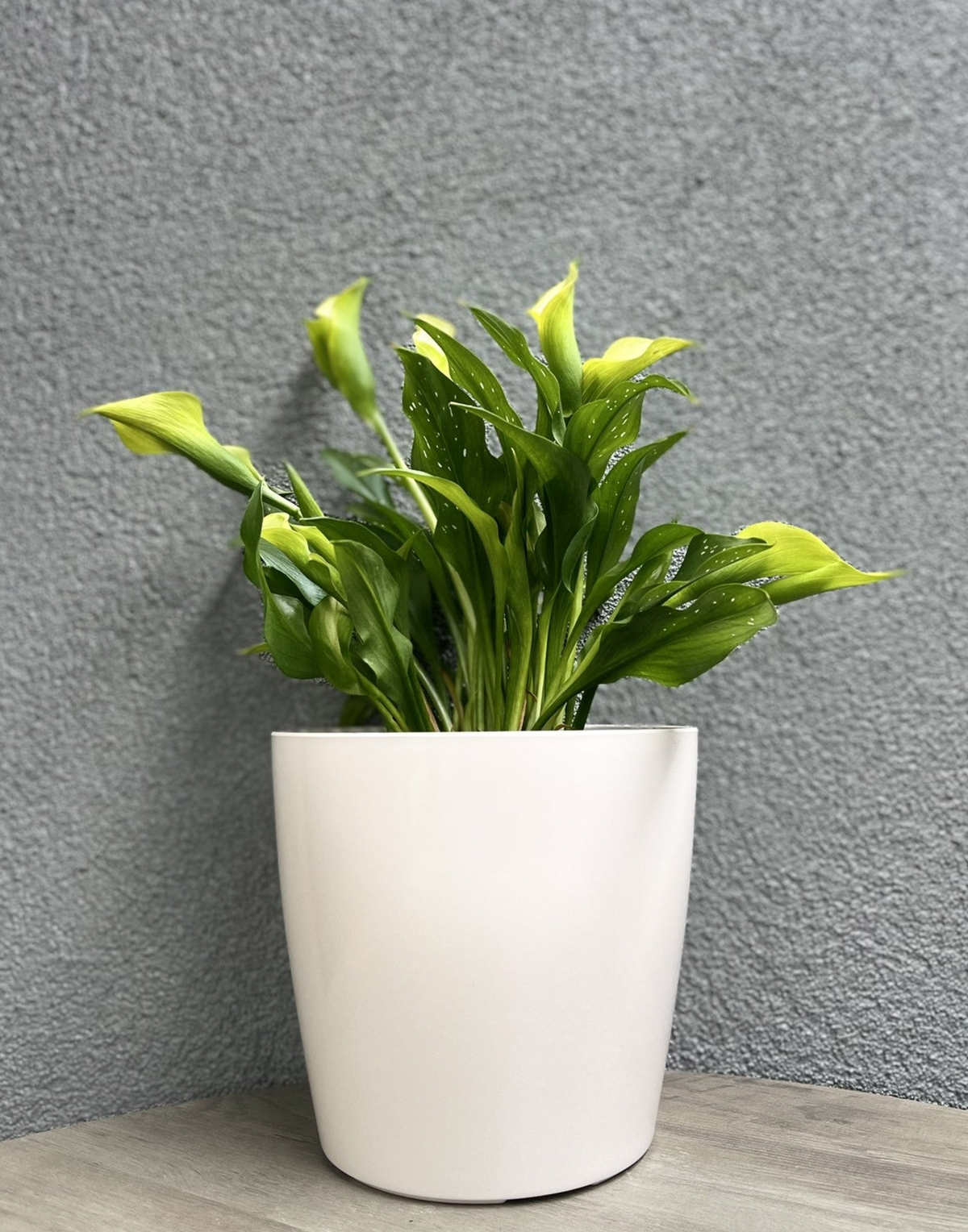 cream plant pot indoor 7" Cream Round Self-Watering Bamboo Pot