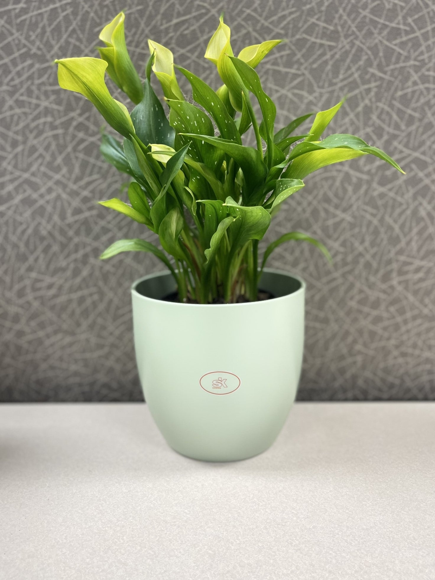matte planter pot Tierra Garden 6.3" Matte Linden Green Ceramic Basel Fashion Indoor Pot