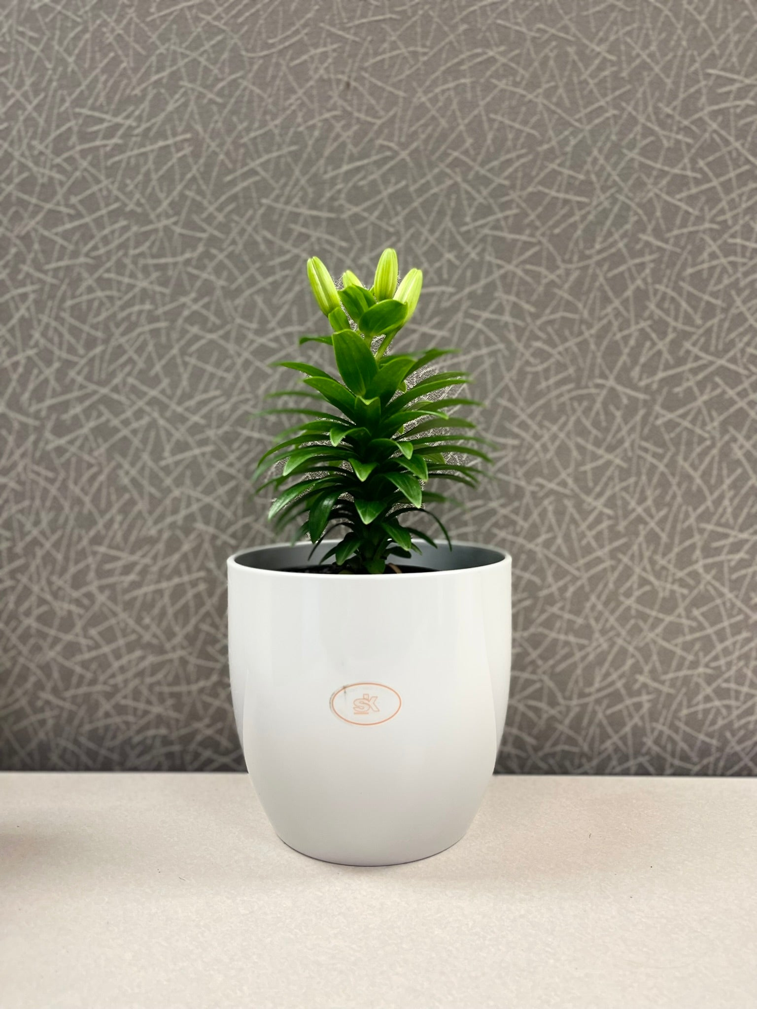 elegant indoor plant pots 3" Dia Shiny Light Gray Ceramic Basel Elegance Indoor Pot