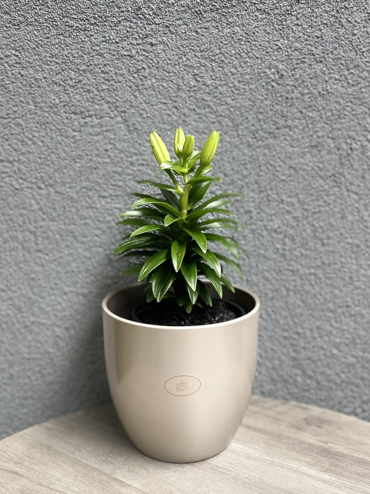 beige indoor plant pots 6.3" Gray Beige Metallic Ceramic Basel Elegance Pot