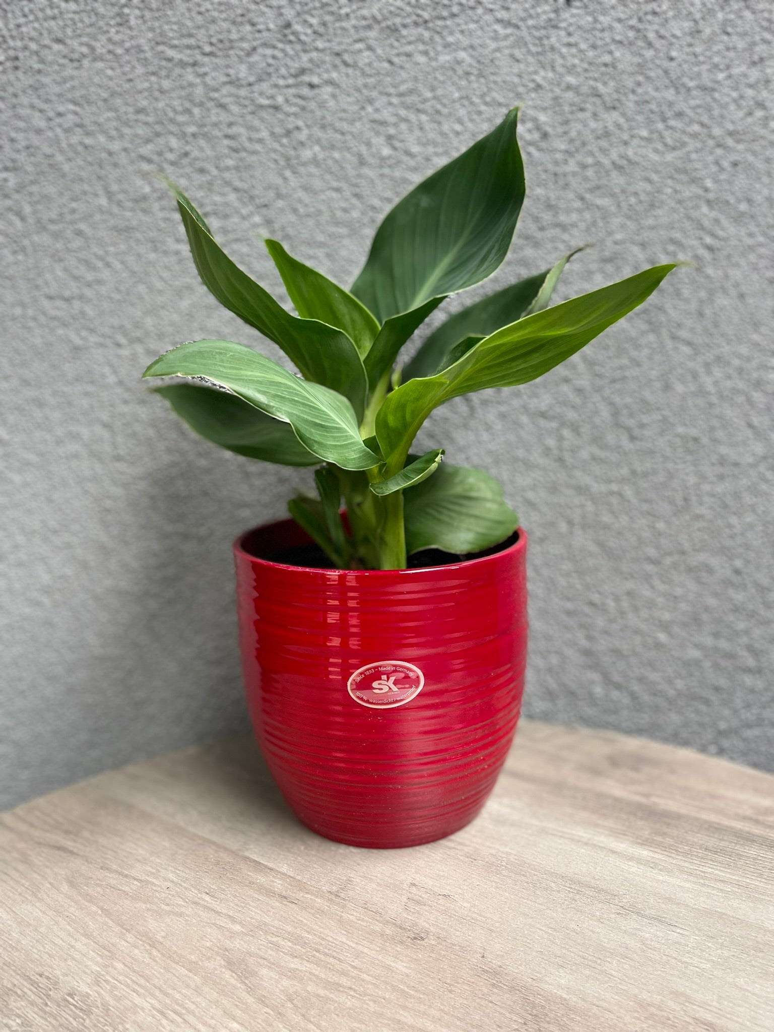 red ceramic plant pots indoor Tierra Garden 6.3" Red Ceramic Bergamo Indoor Pot