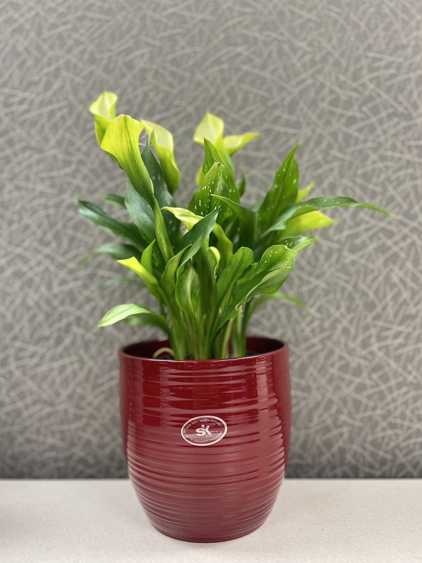 red ceramic plant pots indoor Tierra Garden 6.3" Red Ceramic Bergamo Indoor Pot