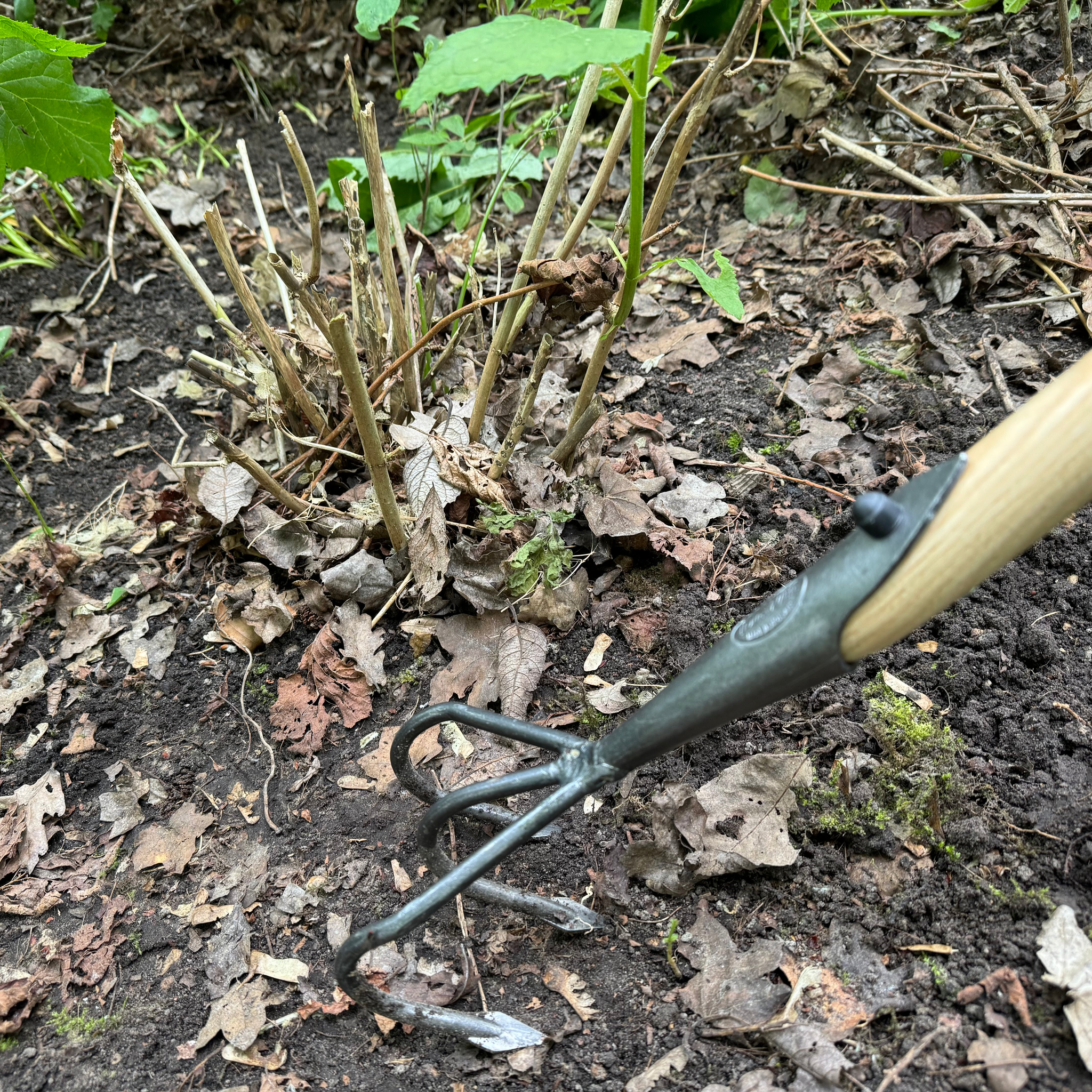 indoor plant cultivator 63"Long Handle Flat 3-Tine Cultivator | Garden Tools – Garden Your Way