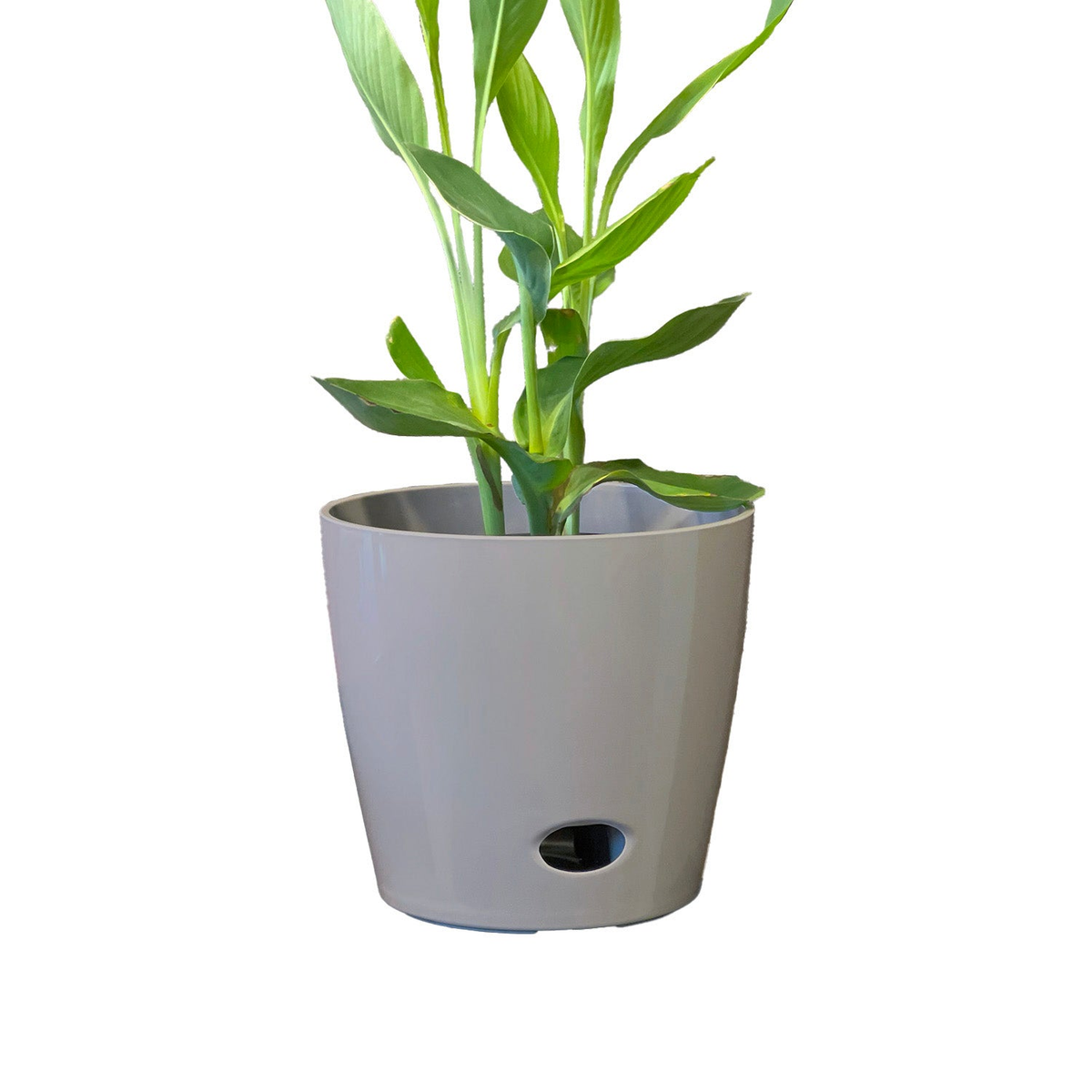flower pot for bamboo plant 10" Round Self-Watering Indoor/Outdoor Bamboo Pot