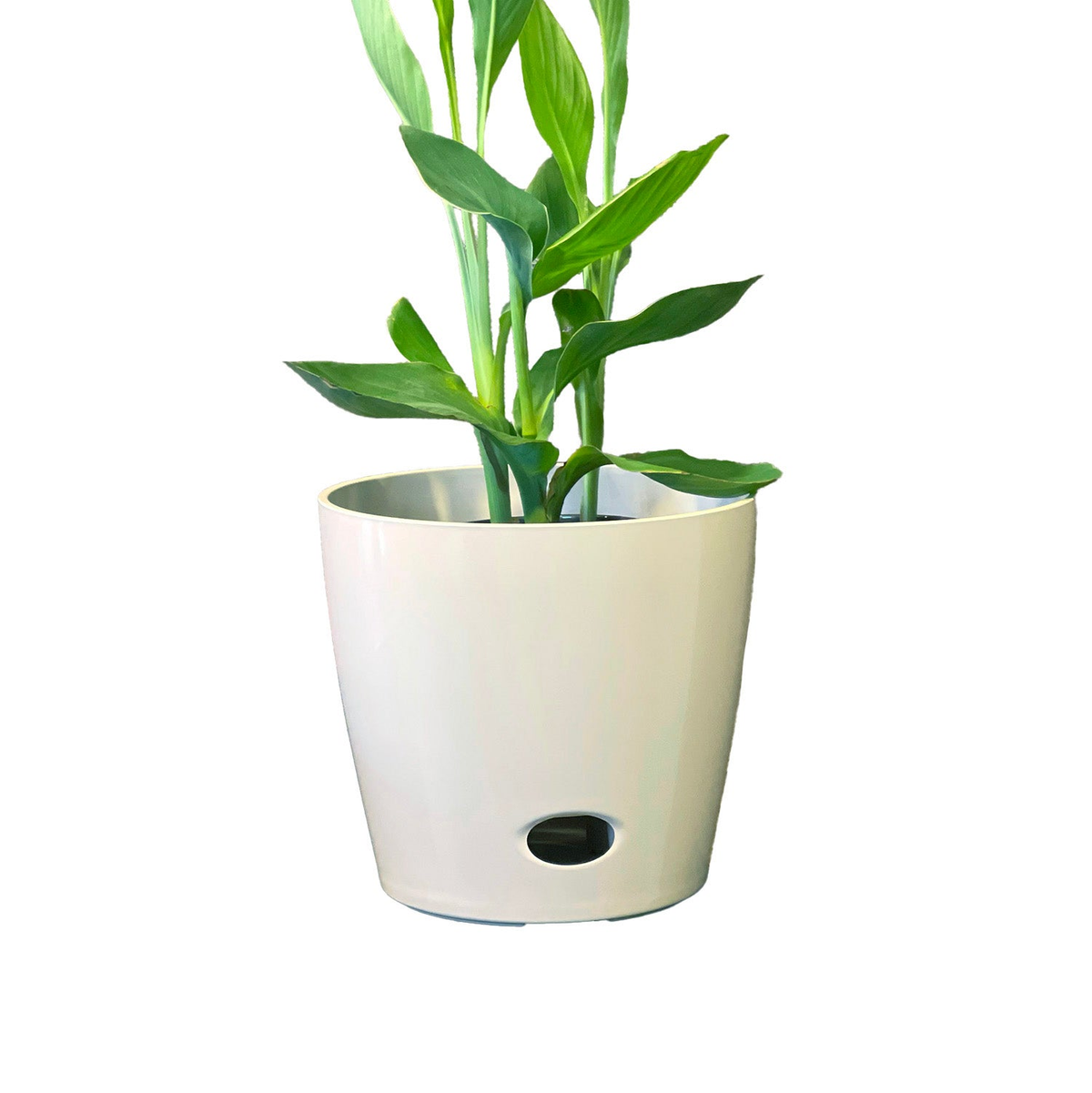 plant pots made of bamboo 10" Cream Round Self-Watering Bamboo Pot