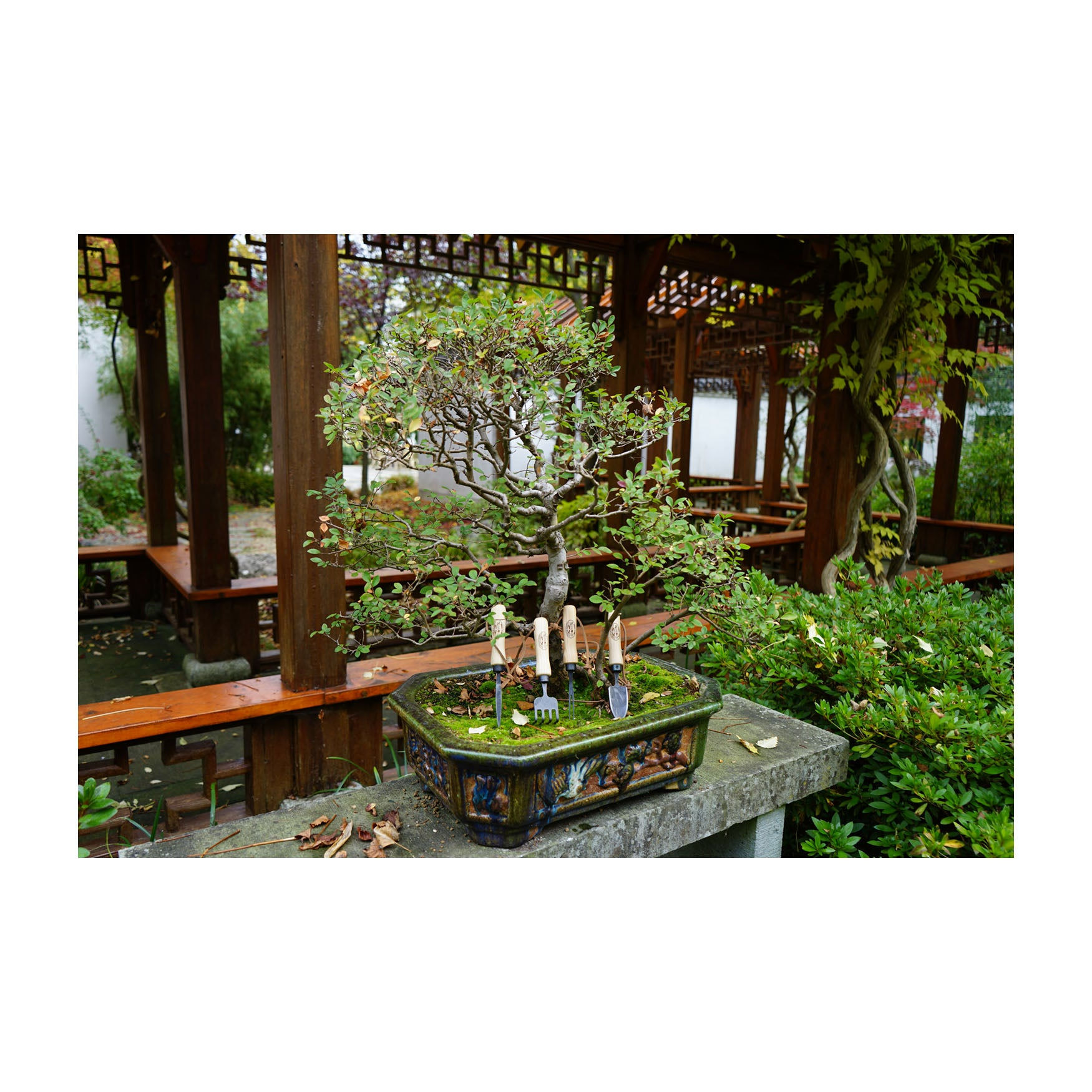 bonsai tree pruning kit DeWit Bonsai Tool Kit in Wooden Box