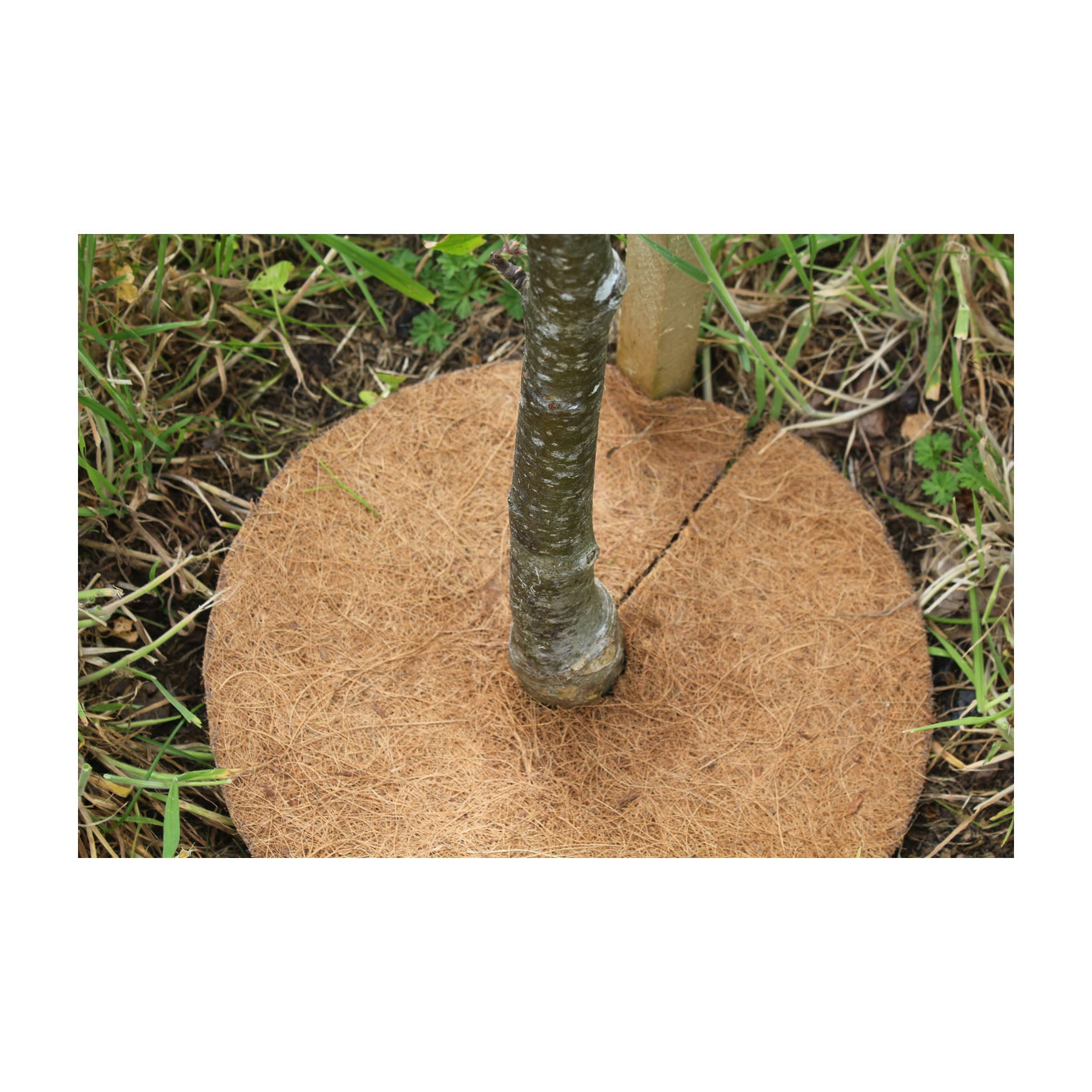 Coco Tree Base 8