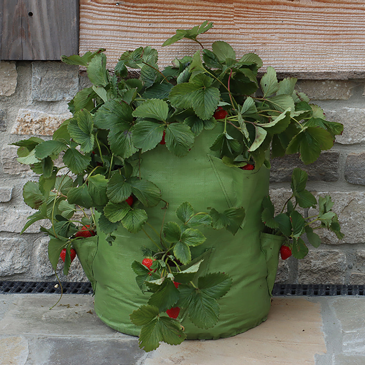 Strawberry & Herb Patio Planter with lush greenery and red strawberries, ideal for small spaces.