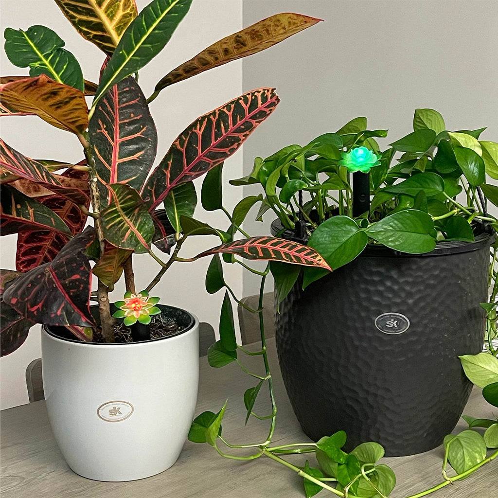 Deluxe 5 Pc Indoor Plant Kit, Standard & Tall Moisture Alarm, Grooming Kit, 4 Spike Watering Kit, and Grow Light