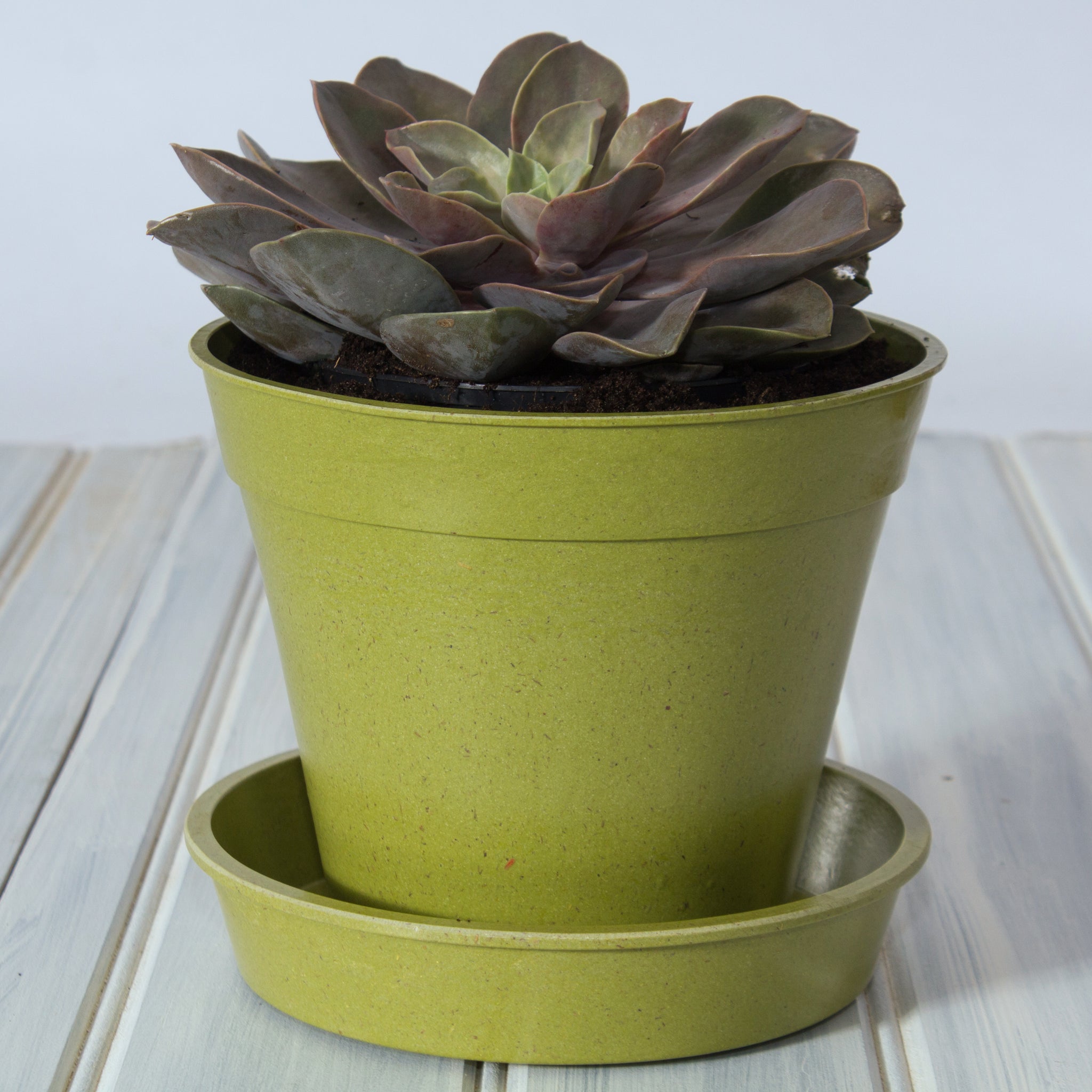 bamboo and rice plant pots 8" Green Bamboo Pot Single | Containers – Garden Your Way