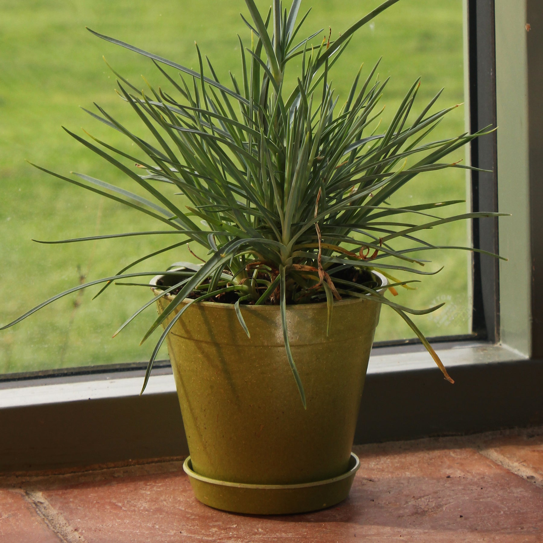 biodegradable bamboo plant pots 4" Green Bamboo Pot 5 Pack