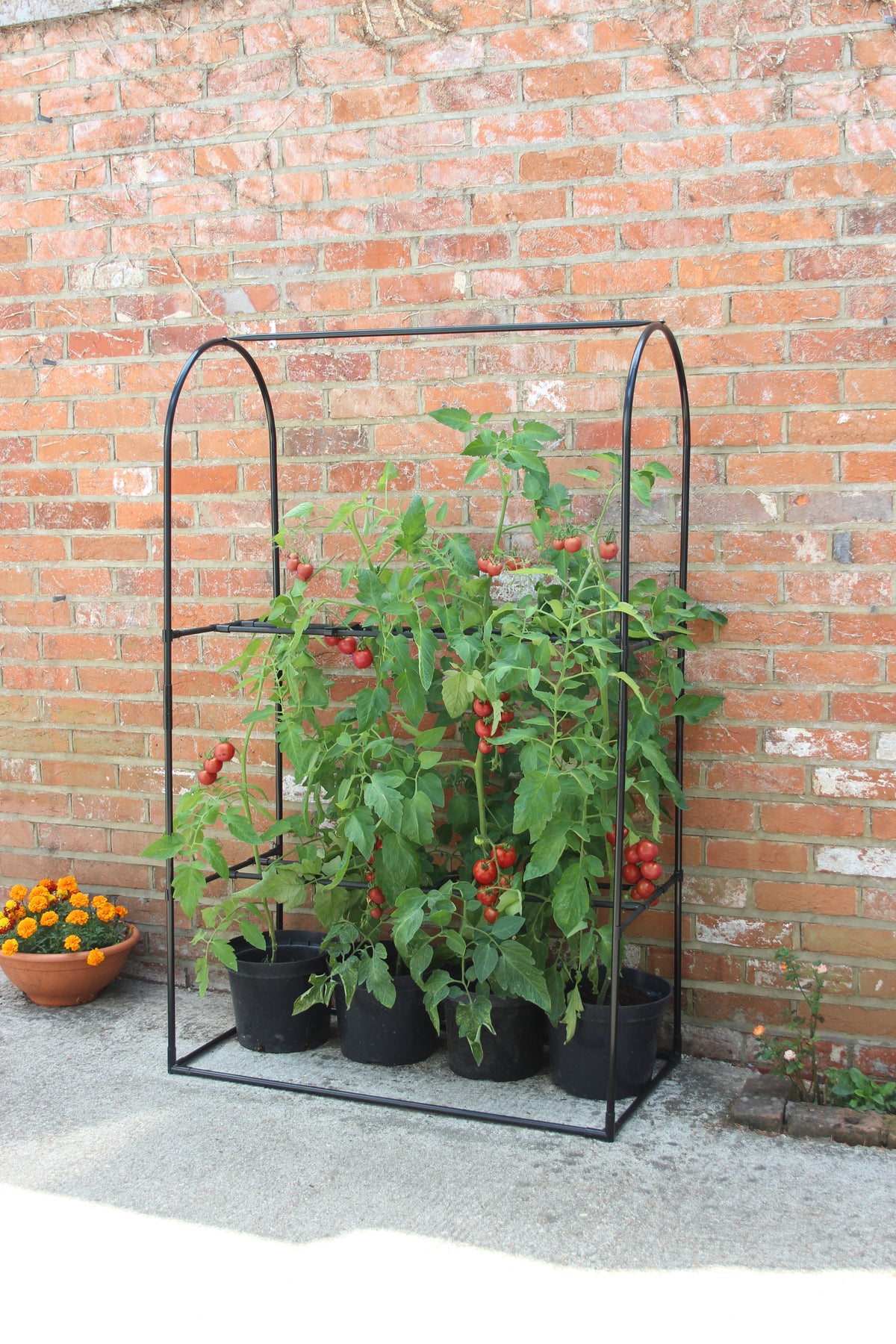 Tomato Crop Booster with Cover